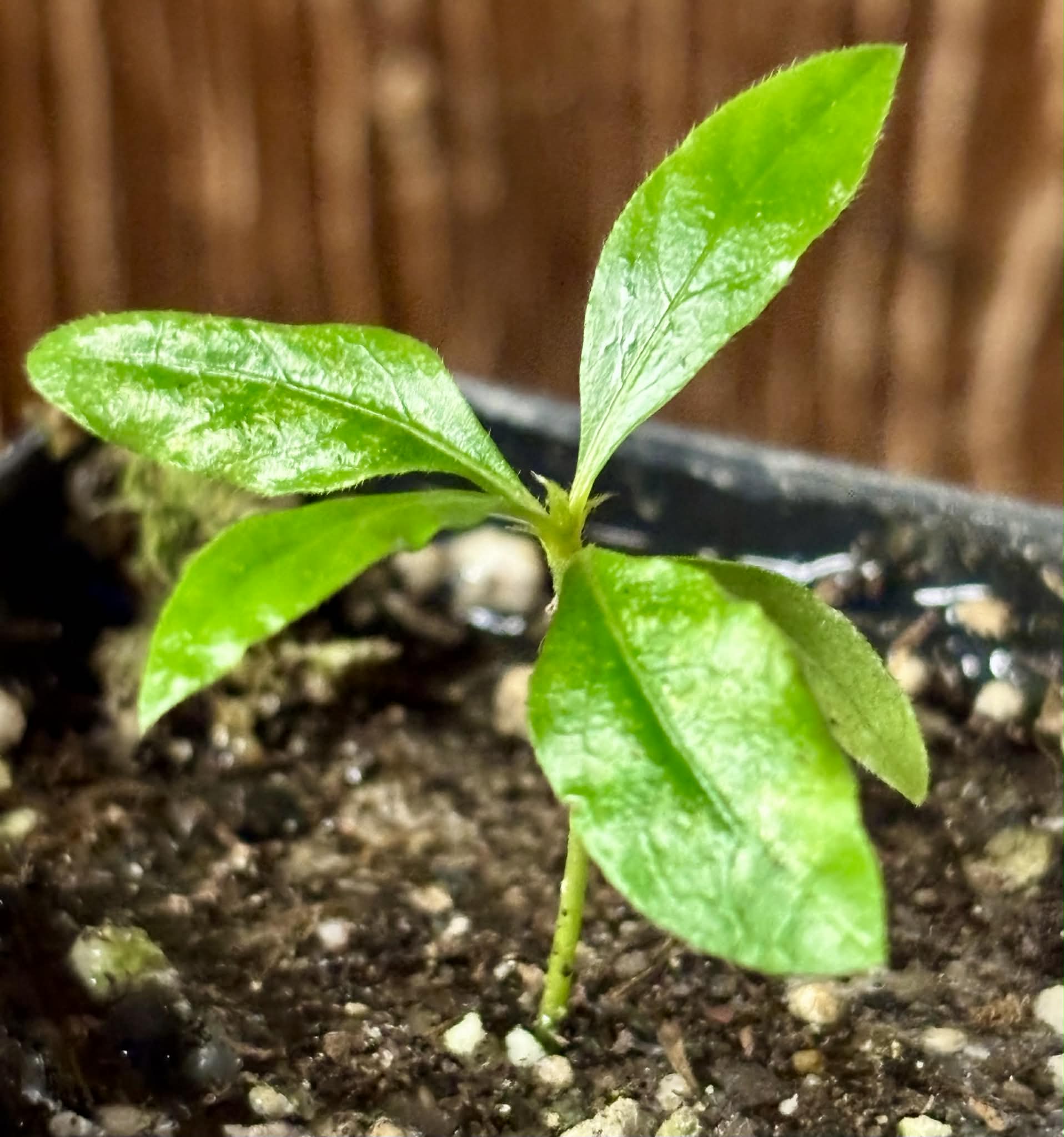 Sanfona (Melanopsidium nigrum) - 1 small potted seedling / 1 kleiner, getopfter Sämling