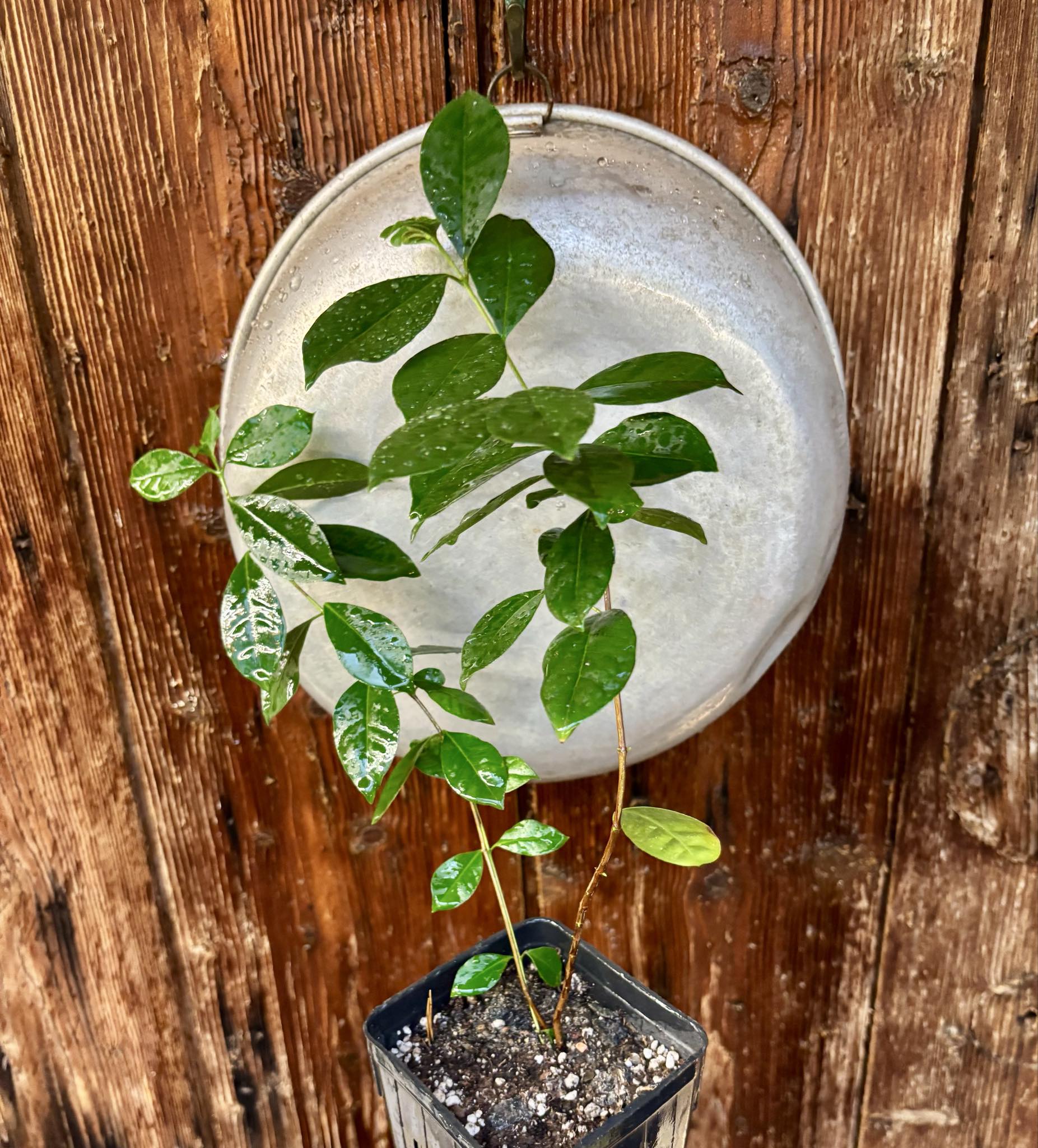 Psidium cattleyanum - Strawberry Guava  - 1 potted plant / 1 getopfte Pflanze Psidium cattleyanum - Strawberry Guava  - 1 potted plant / 1 getopfte Pflanze