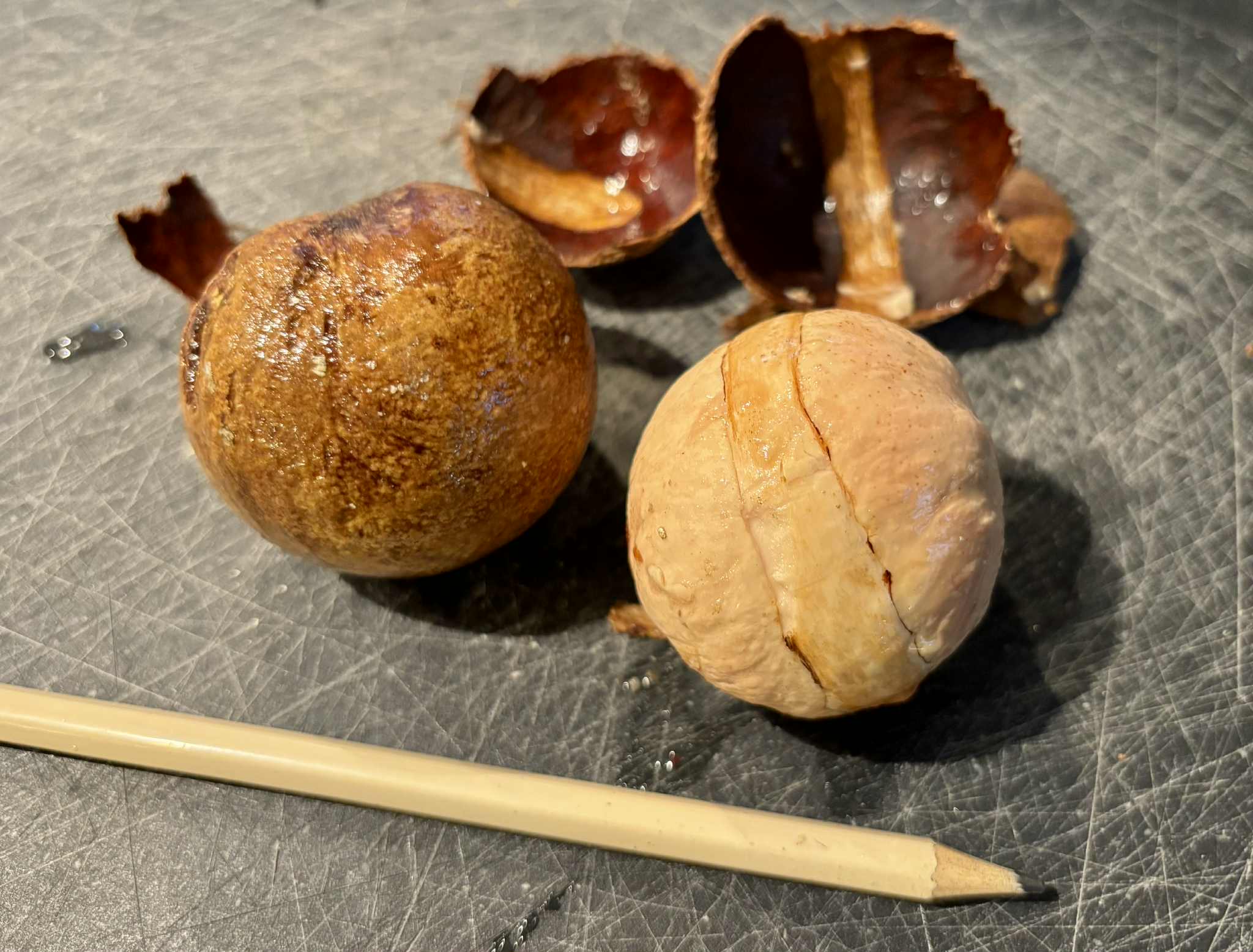 Eugenia sp Laranja Camamu - 1 fresh seed / 1 frischer Samen