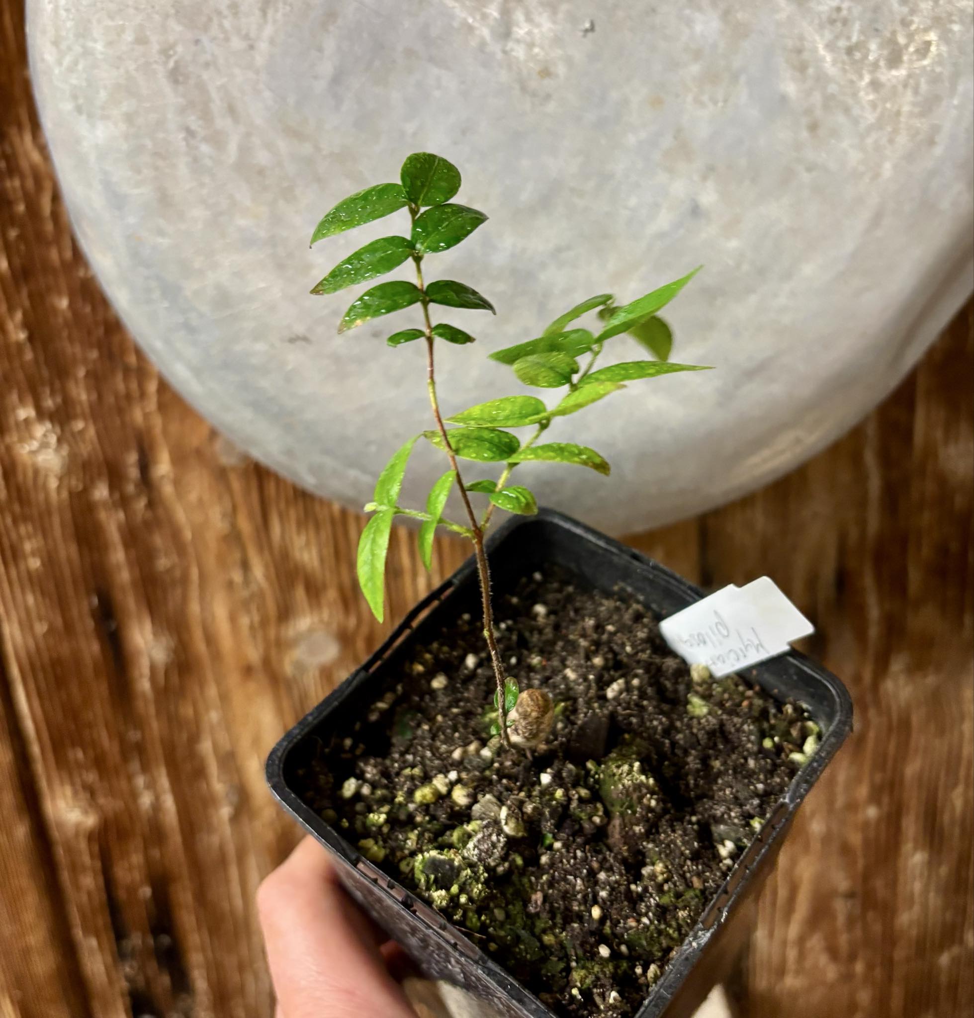 Myrciaria pilosa -  1 small potted seedling  / 1 kleiner getopfter Sämling Myrciaria pilosa -  1 small potted seedling  / 1 kleiner getopfter Sämling
