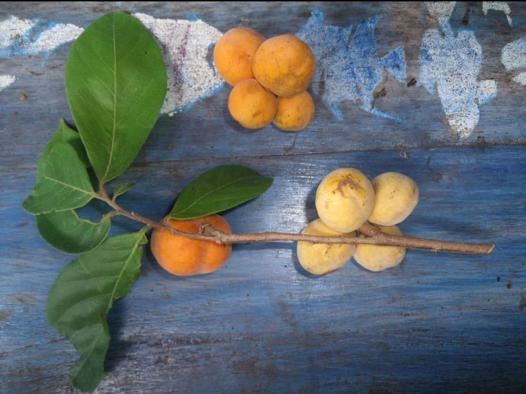 Sapranthus campechianus - 1 fresh seed / 1 frischer Samen