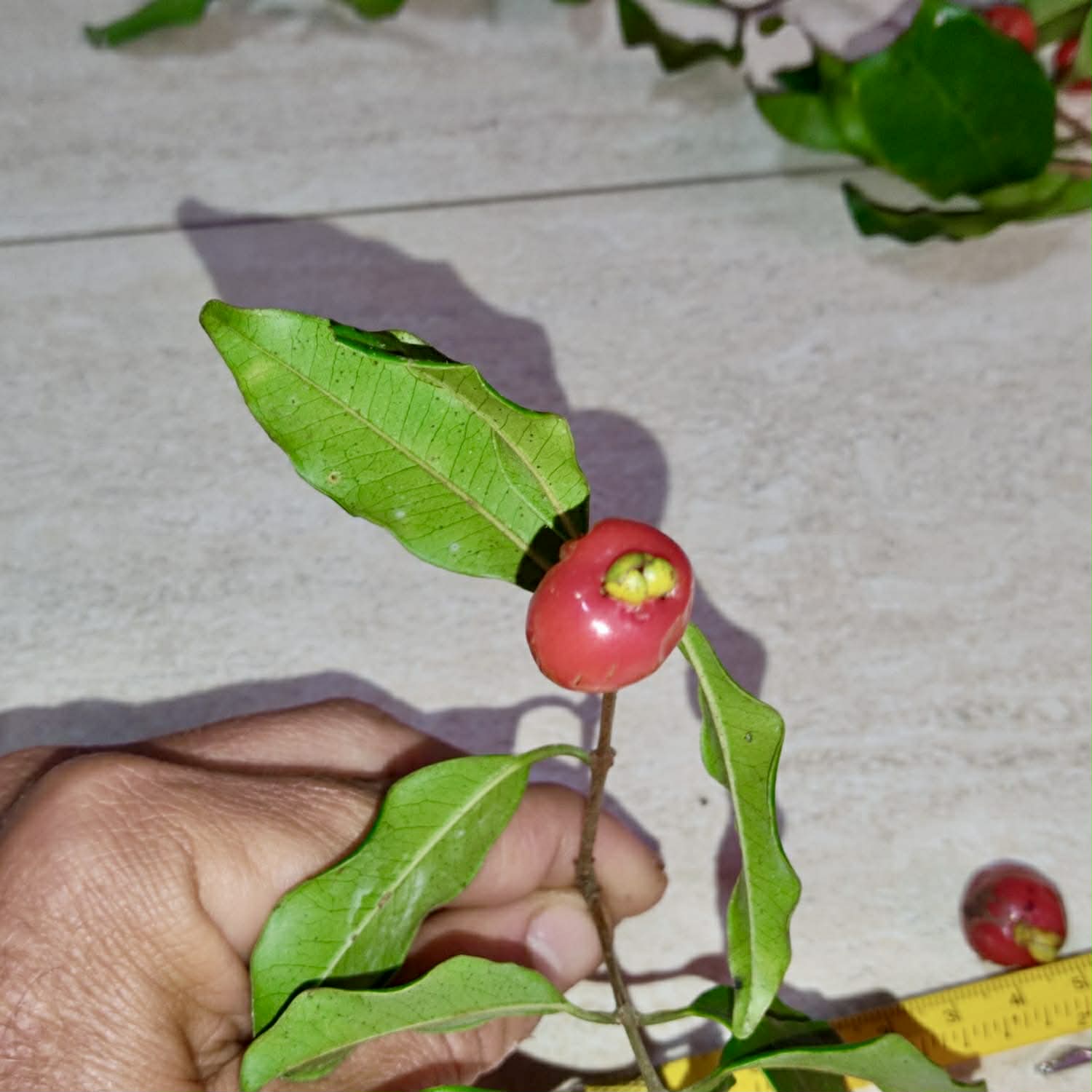 Pre Order - Eugenia sp. Pitanga Itobira -  1 fresh seed / 1 frischer Samen