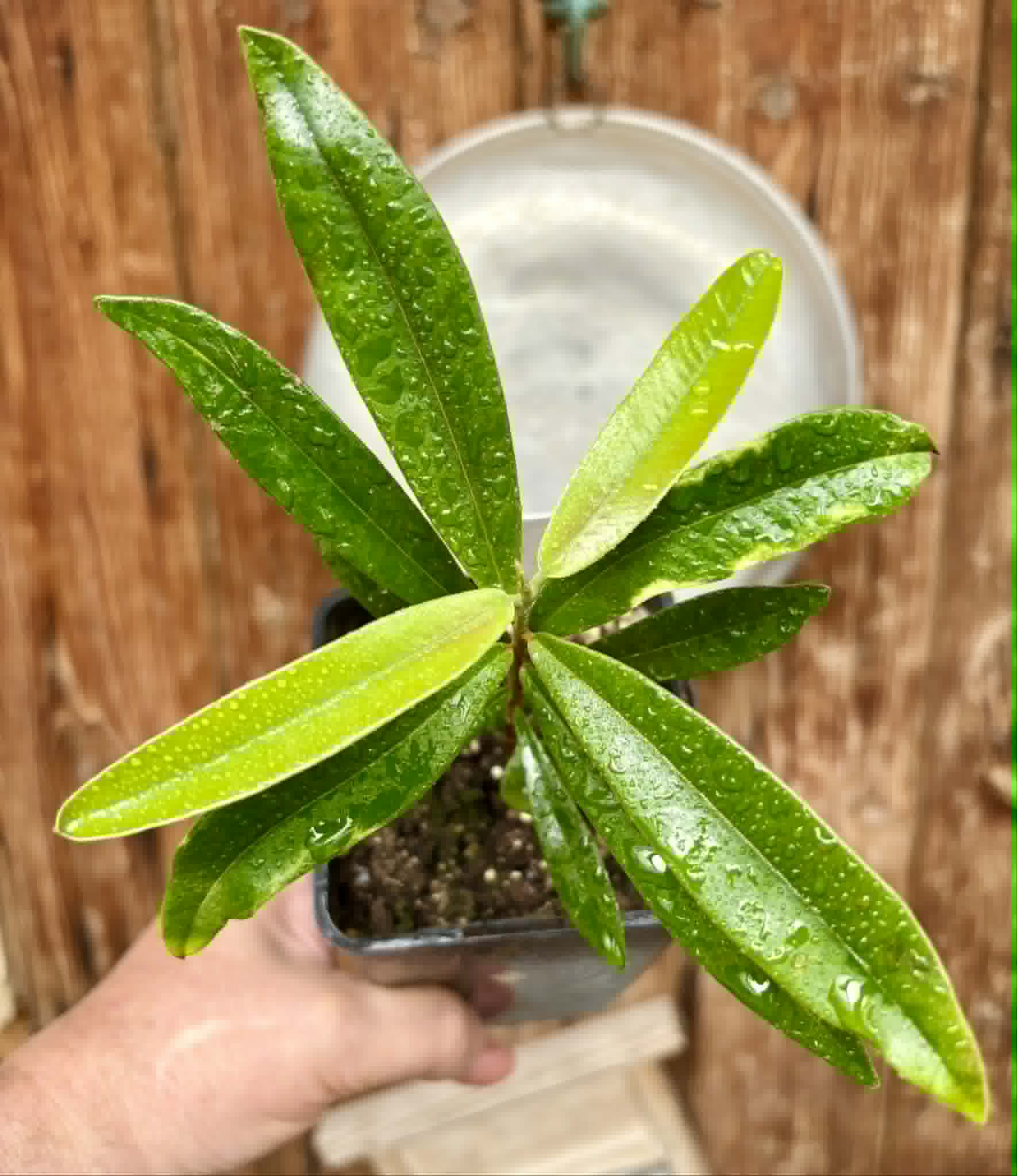 Myrcia luschnathiana -  1 potted seedling / 1 getopfter Sämling