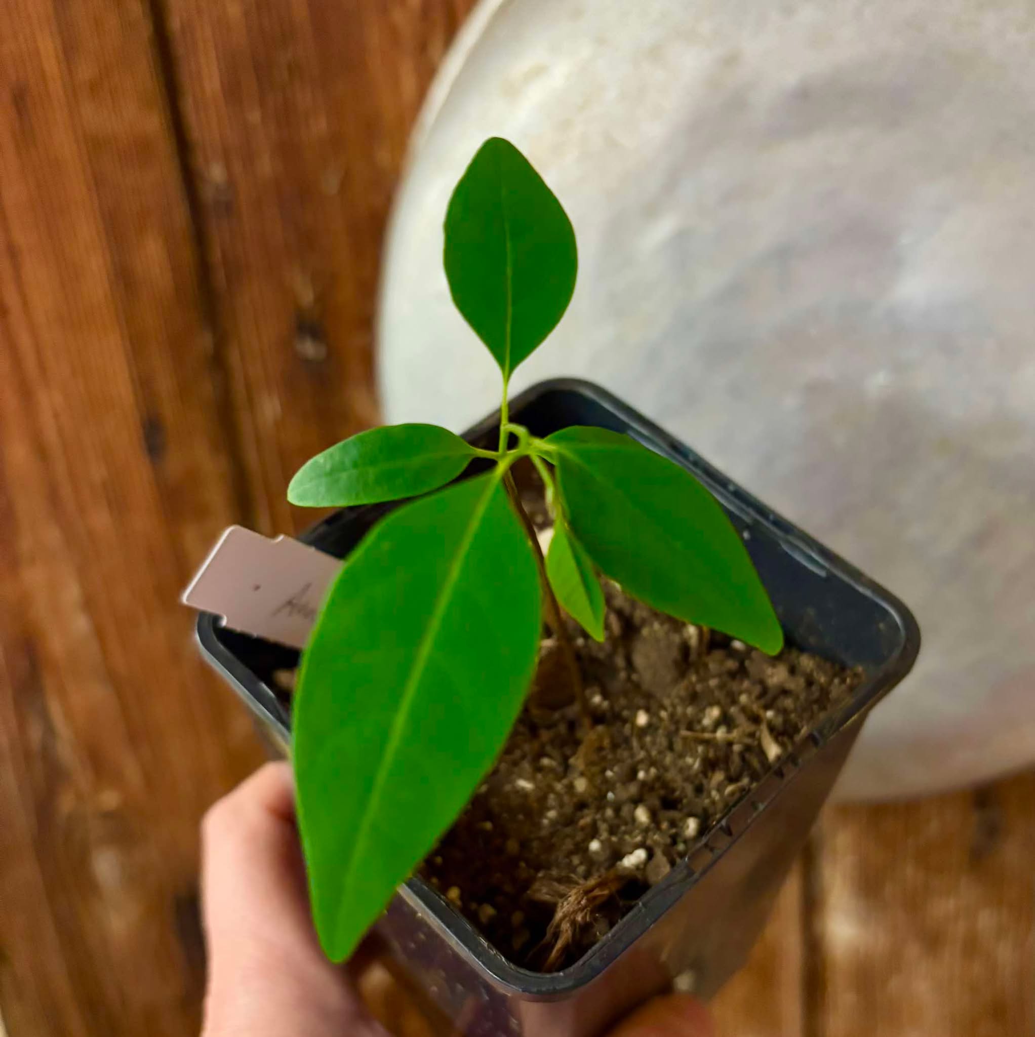 Annona emarginata - 1 potted plant / 1 getopfte Pflanze