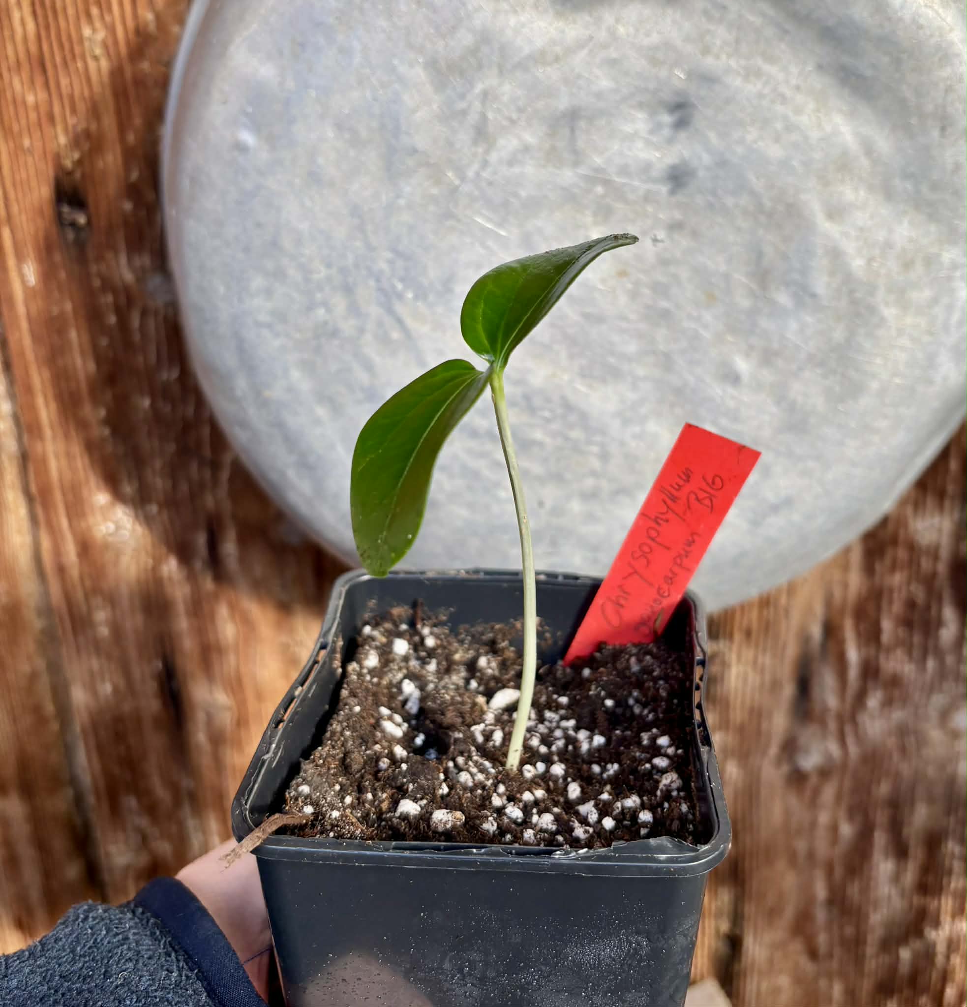 Aquai (Chrysophyllum gonocarpum var. BIG Itacare)  -  1 potted seedling / 1 getopfter Sämling