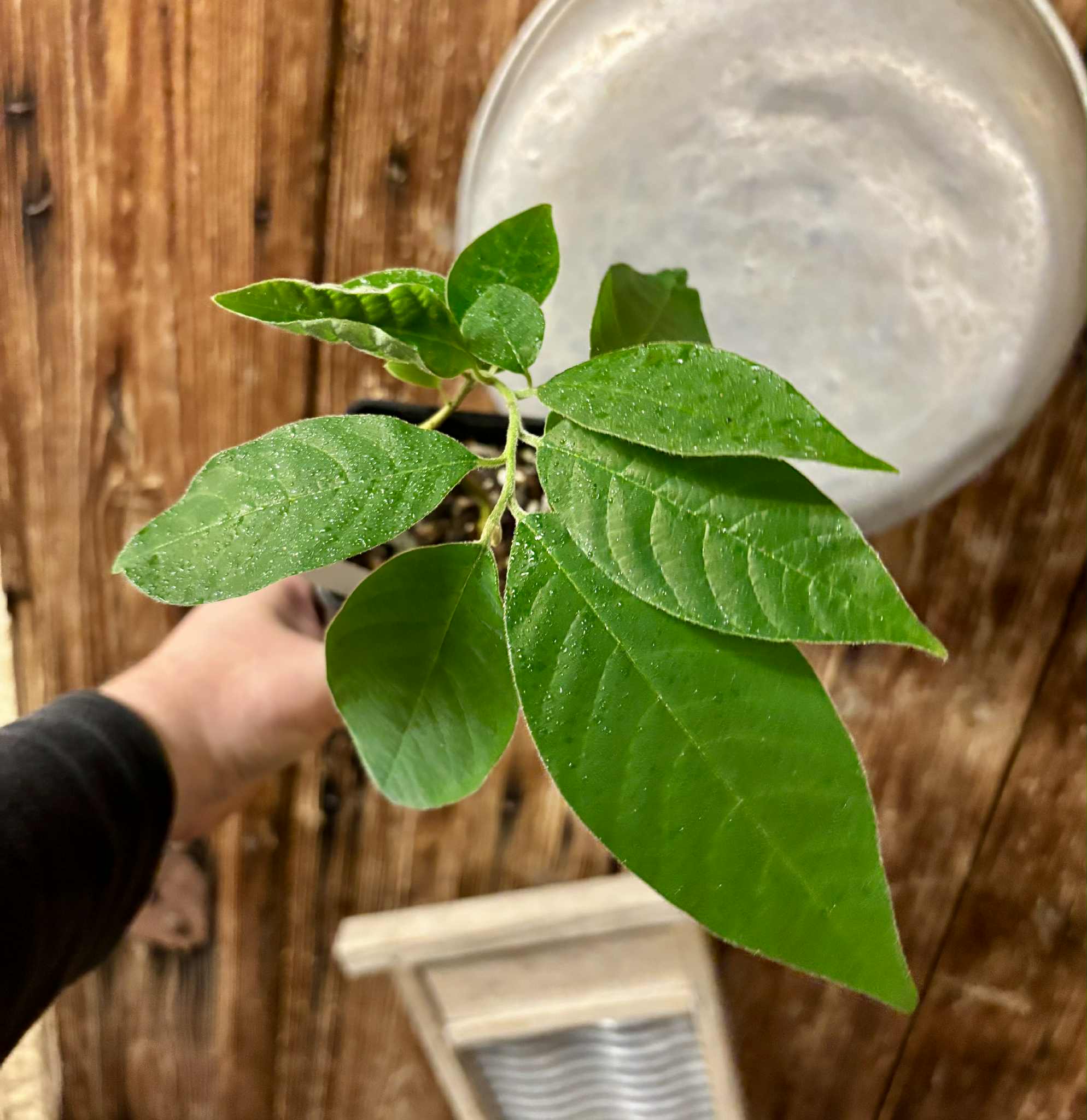 Annona sylvatica - 1 potted plant / 1 getopfte Pflanze