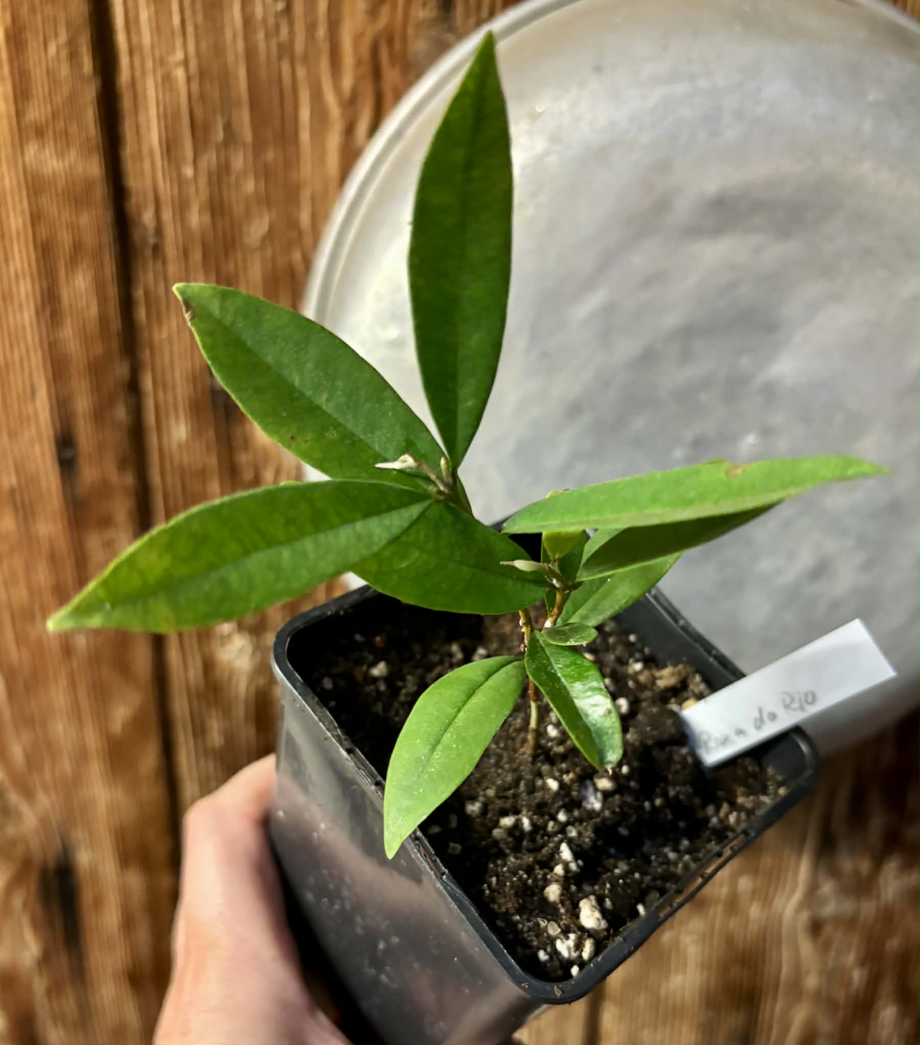 Eugenia sp Roxa do Rio - 1 potted seedling / 1 getopfter Sämling
