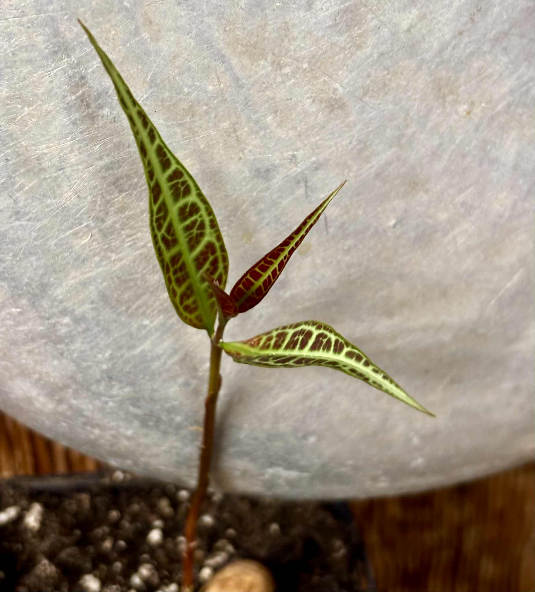 Eugenia sp Labisia -  1 potted seedling / 1 getopfter Sämling