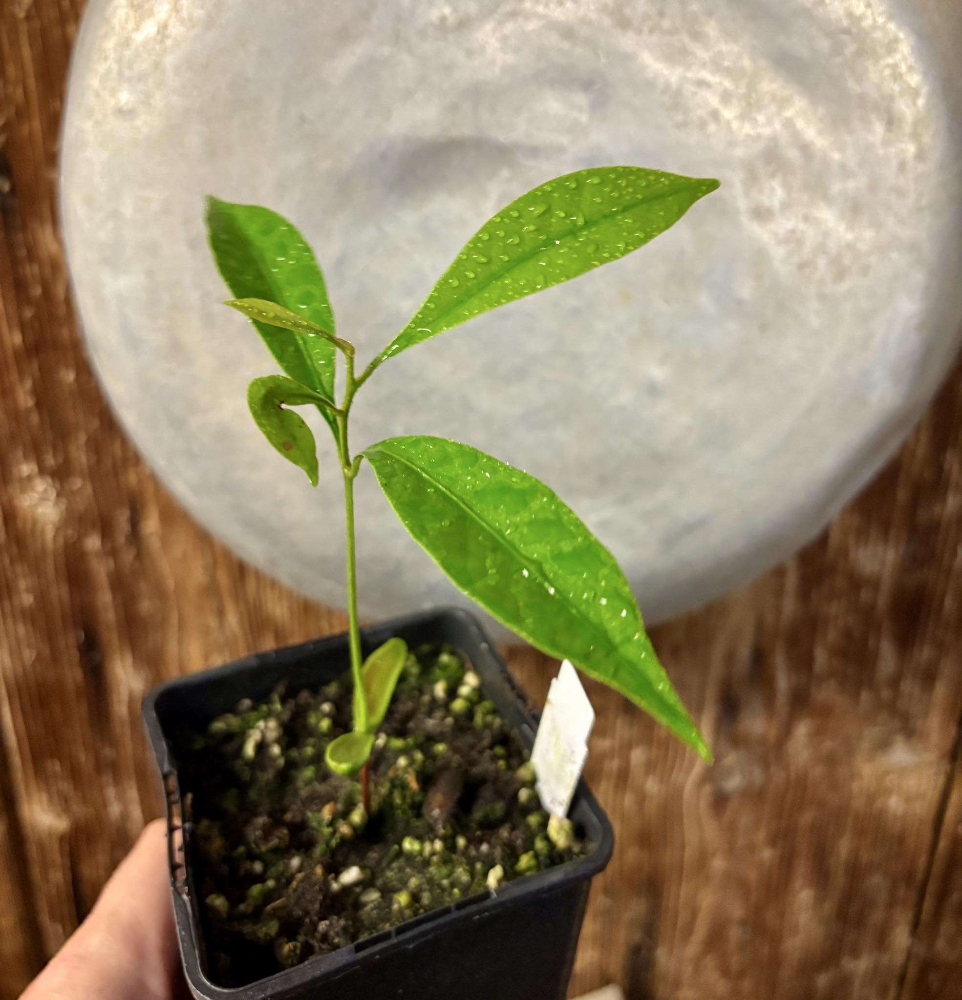 Pouteria aff egregia  -  1 potted seedling / 1 getopfter Sämling