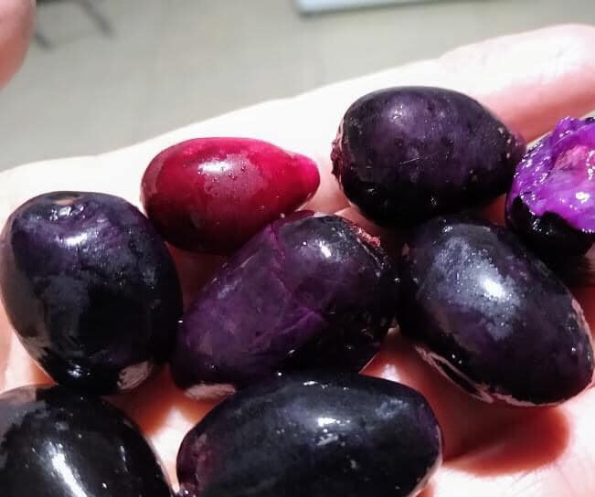 Syzygium cumini - 1 potted plant / 1 getopfte Pflanze