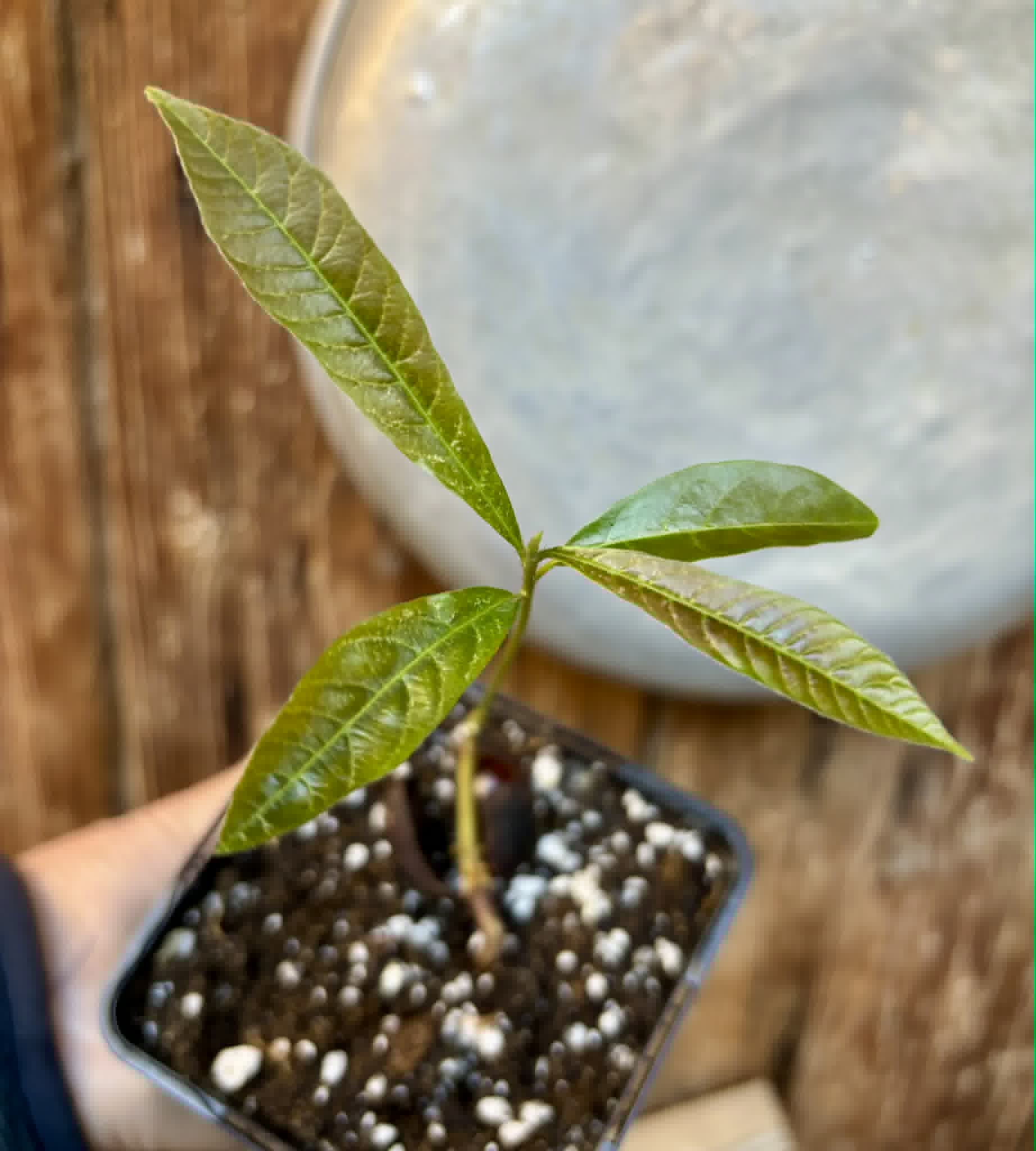 Pradosia sp Rondonia - 1 potted seedling / 1 getopfter Sämling