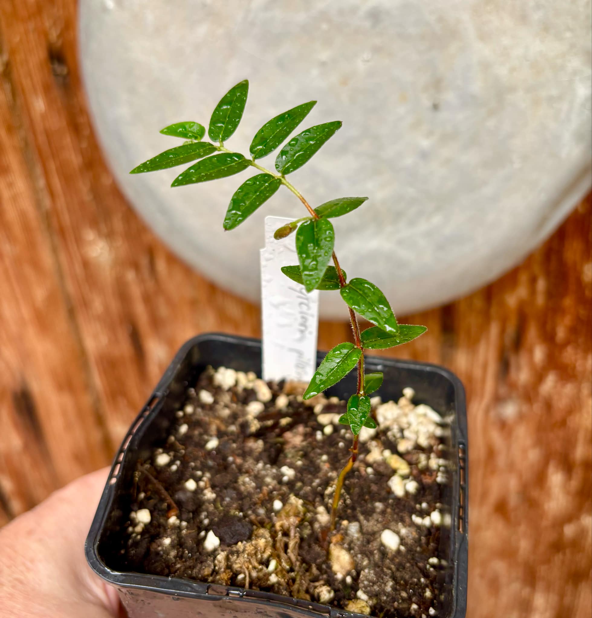 Myrciaria pilosa - 1 small potted seedling / 1 kleiner getopfter Sämling Myrciaria pilosa - 1 small potted seedling / 1 kleiner getopfter Sämling