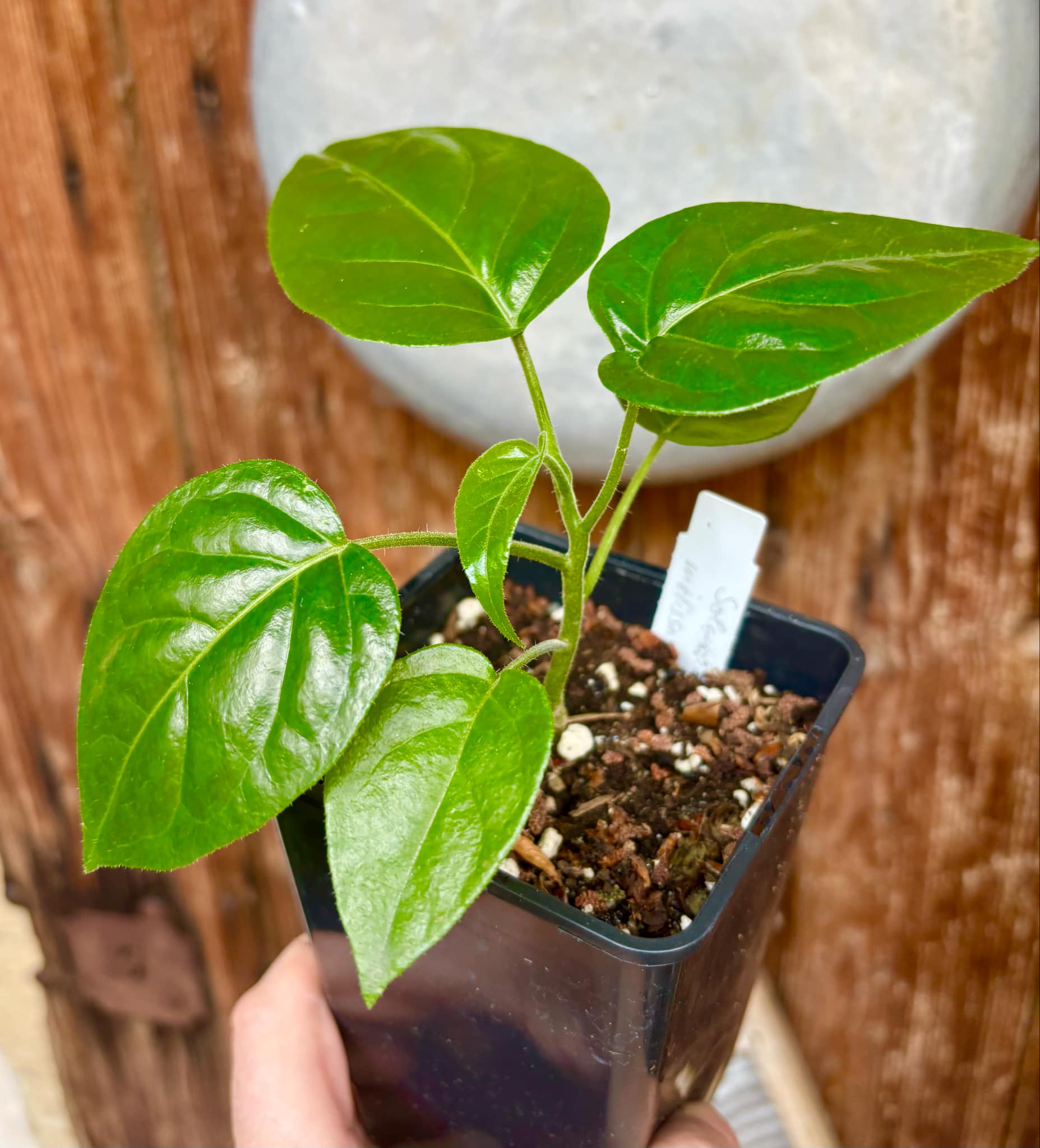 Tomatao Verde do Mato (Solanum melissarum) - 1 small potted seedling / 1 kleiner, getopfter Sämling
