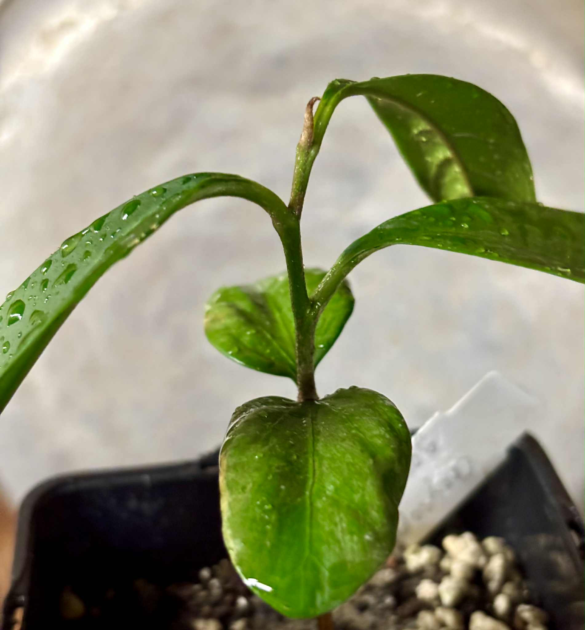 Aquai (Chrysophyllum gonocarpum)  -  1  potted seedling / 1 getopfter Sämling