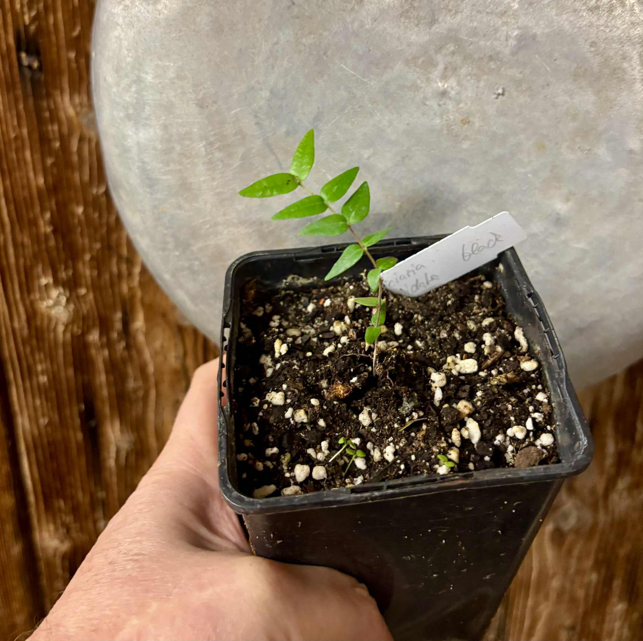 Myrciaria cuspidata BLACK - 1 potted seedling / 1 getopfter Sämling