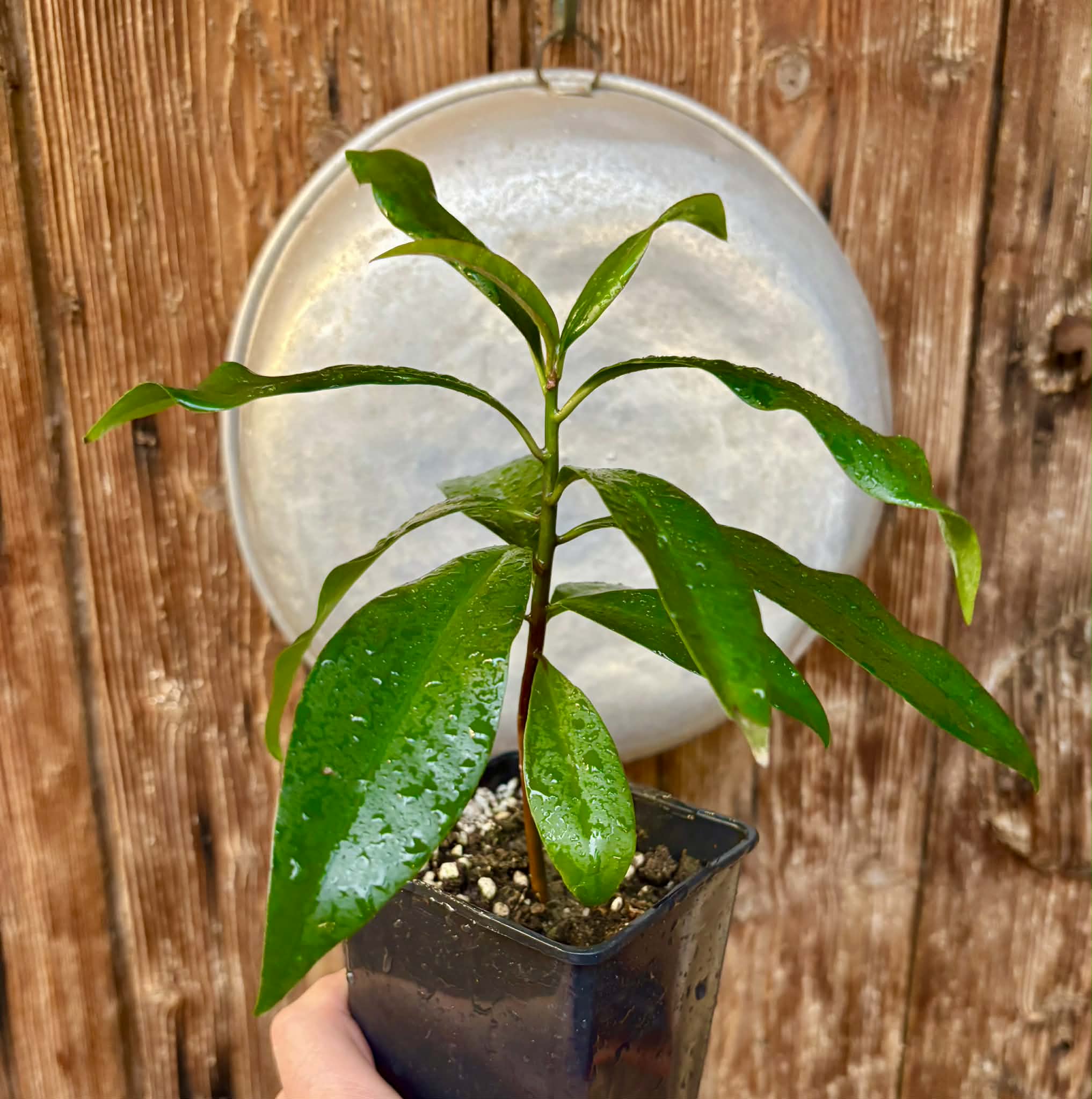 Ardisia elliptica - 1 potted seedling / 1 getopfter Sämling