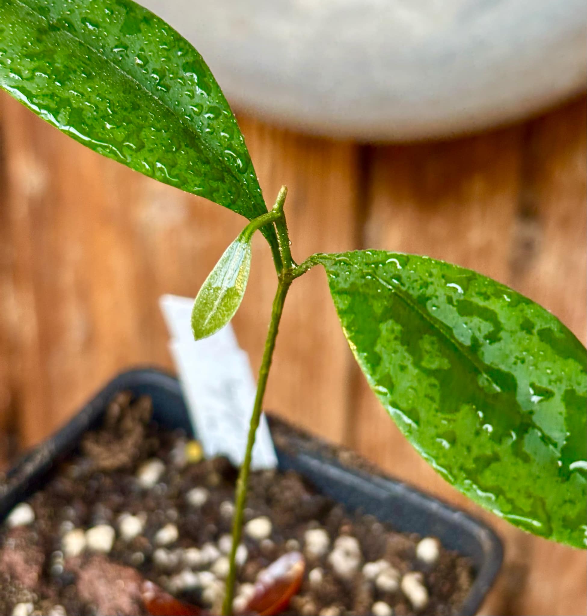 Pouteria cuspidata - 1 small potted seedling / 1 kleiner, getopfter Sämling Pouteria cuspidata - 1 small potted seedling / 1 kleiner, getopfter Sämling