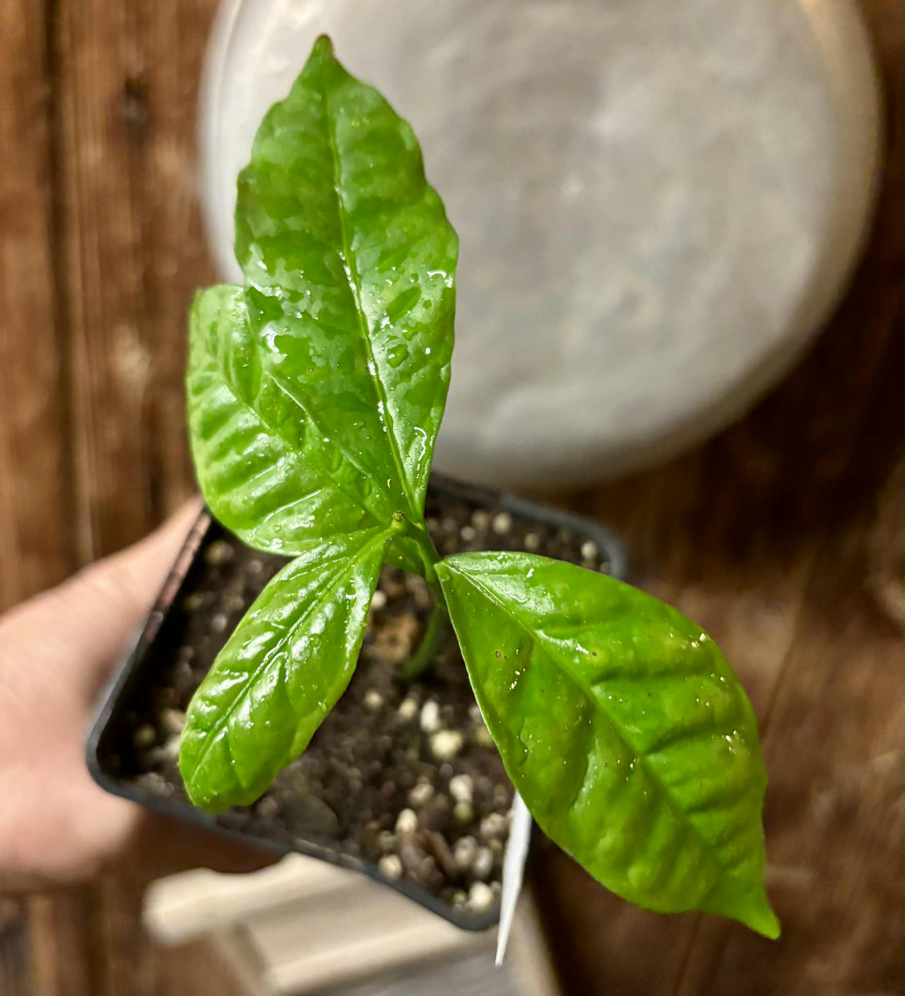 Cymbopetalum brasiliensis - 1 potted seedling / 1 getopfter Sämling