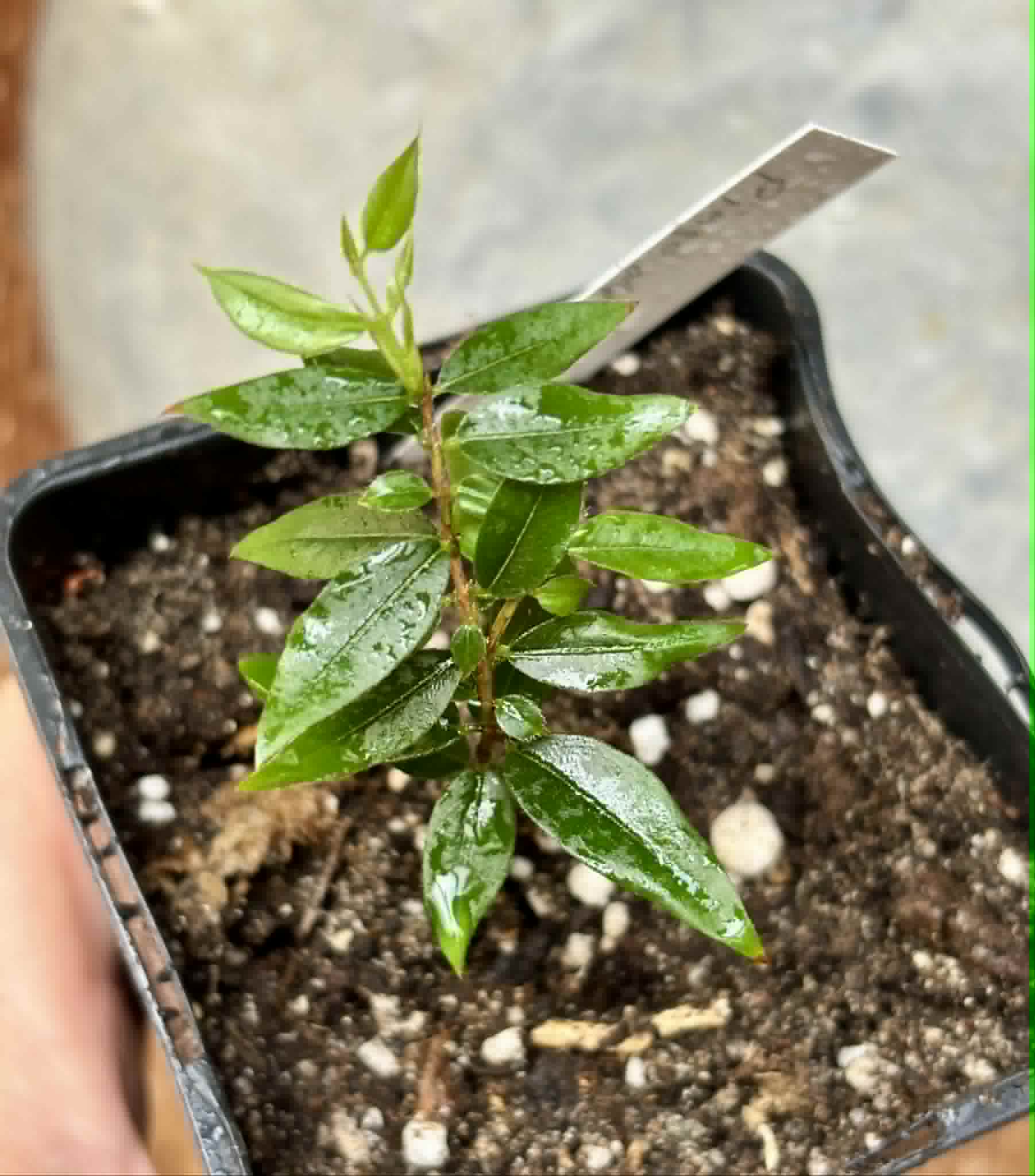 Jaboticaba - Plinia sp Pingo de Mel (Vilela A3) -  1 potted seedling / 1  getopfter Sämling