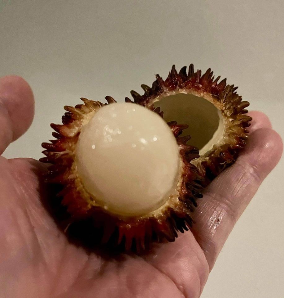 Pre Order - Pulasan (Nephelium ramboutan-ake) - 1 fresh seed / 1 frischer Samen