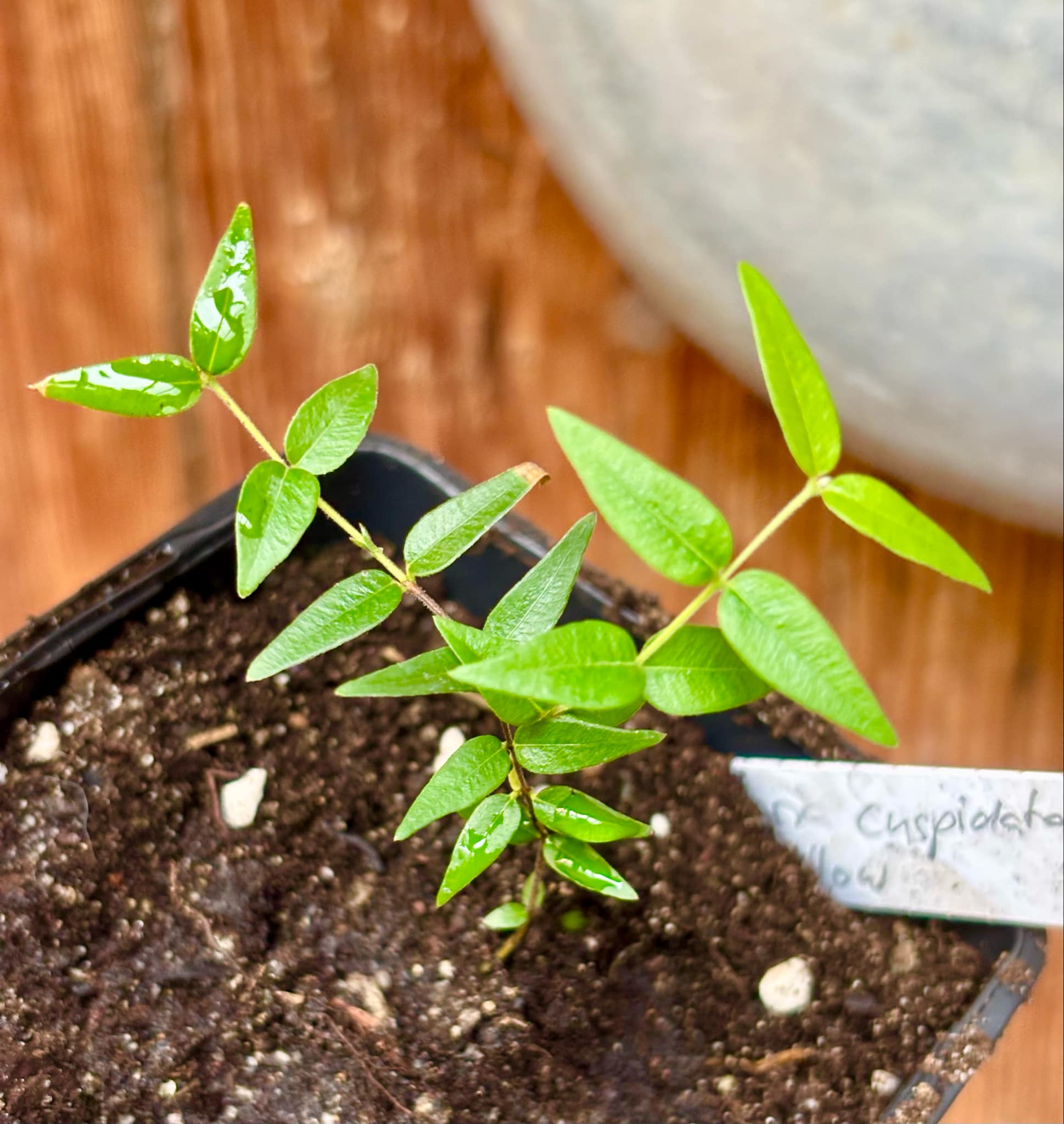 Myrciaria cuspidata YELLOW - 1 small potted plant / 1 kleine, getopfte Pflanze