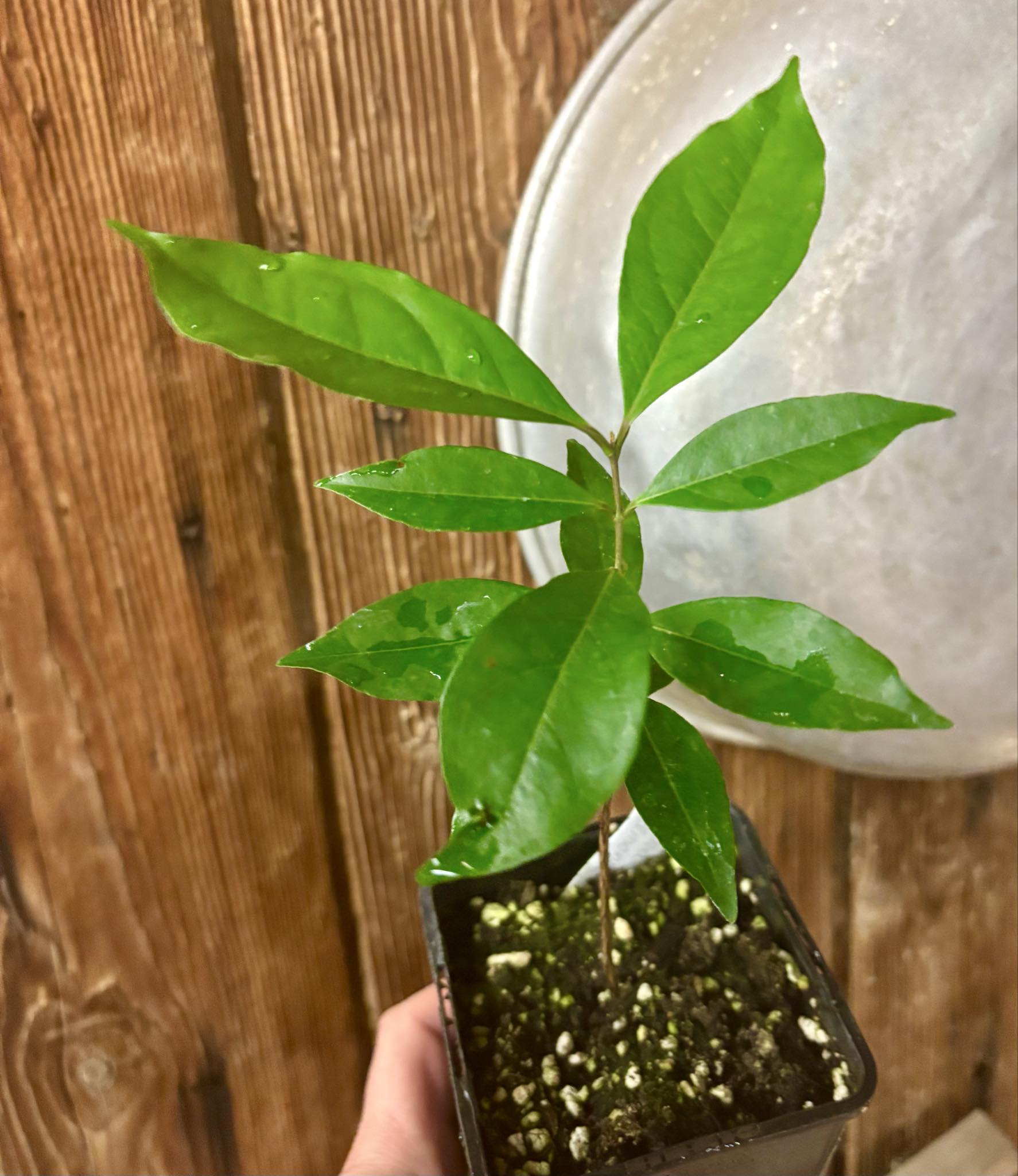 Eugenia sp Belmonte -  1 potted seedling / 1 getopfter Sämling