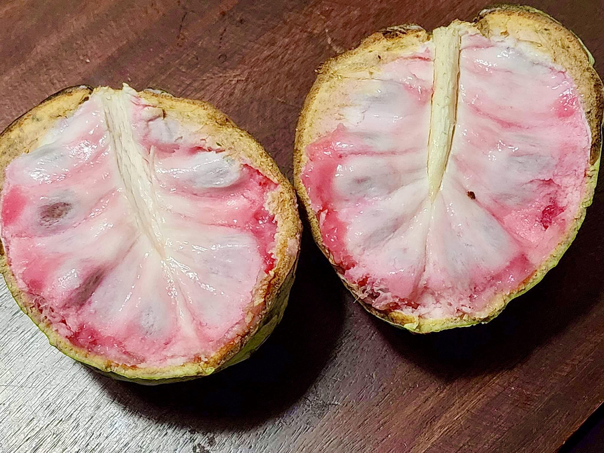 Ilama (Annona macroprophyllata) - 1 fresh seed / 1 frischer Samen