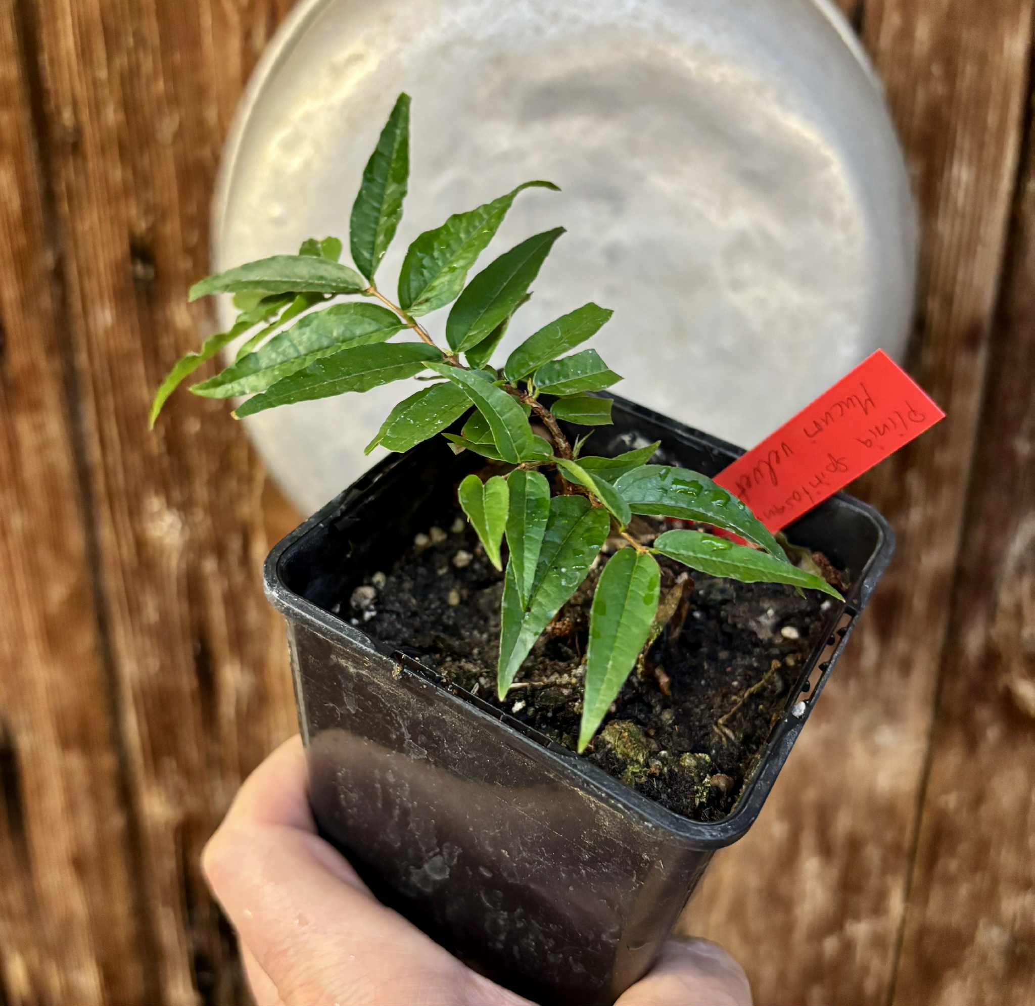 Plinia spiritosantensis var. Mucuri Velvet - 1 potted plant/ 1 getopfte Pflanze