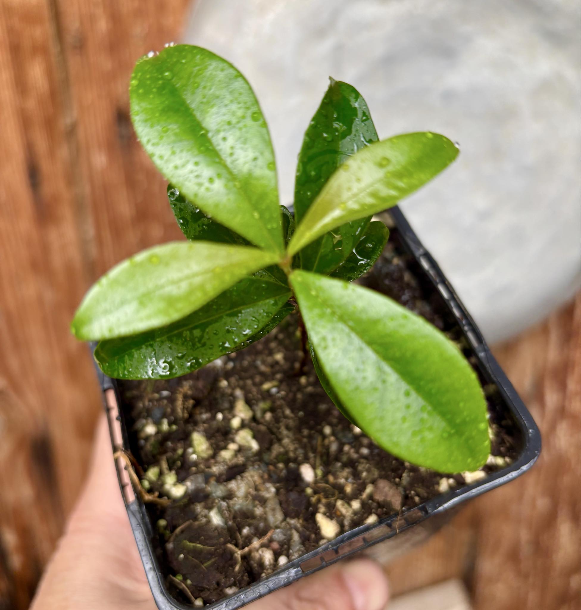 Eugenia nutans - 1 small potted seedling / 1 kleiner, getopfter Sämling