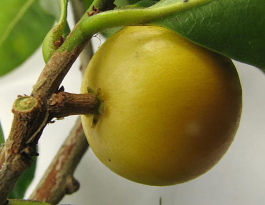 Chrysophyllum lucentifolium - 1 potted plant / 1 getopfte Pflanze 