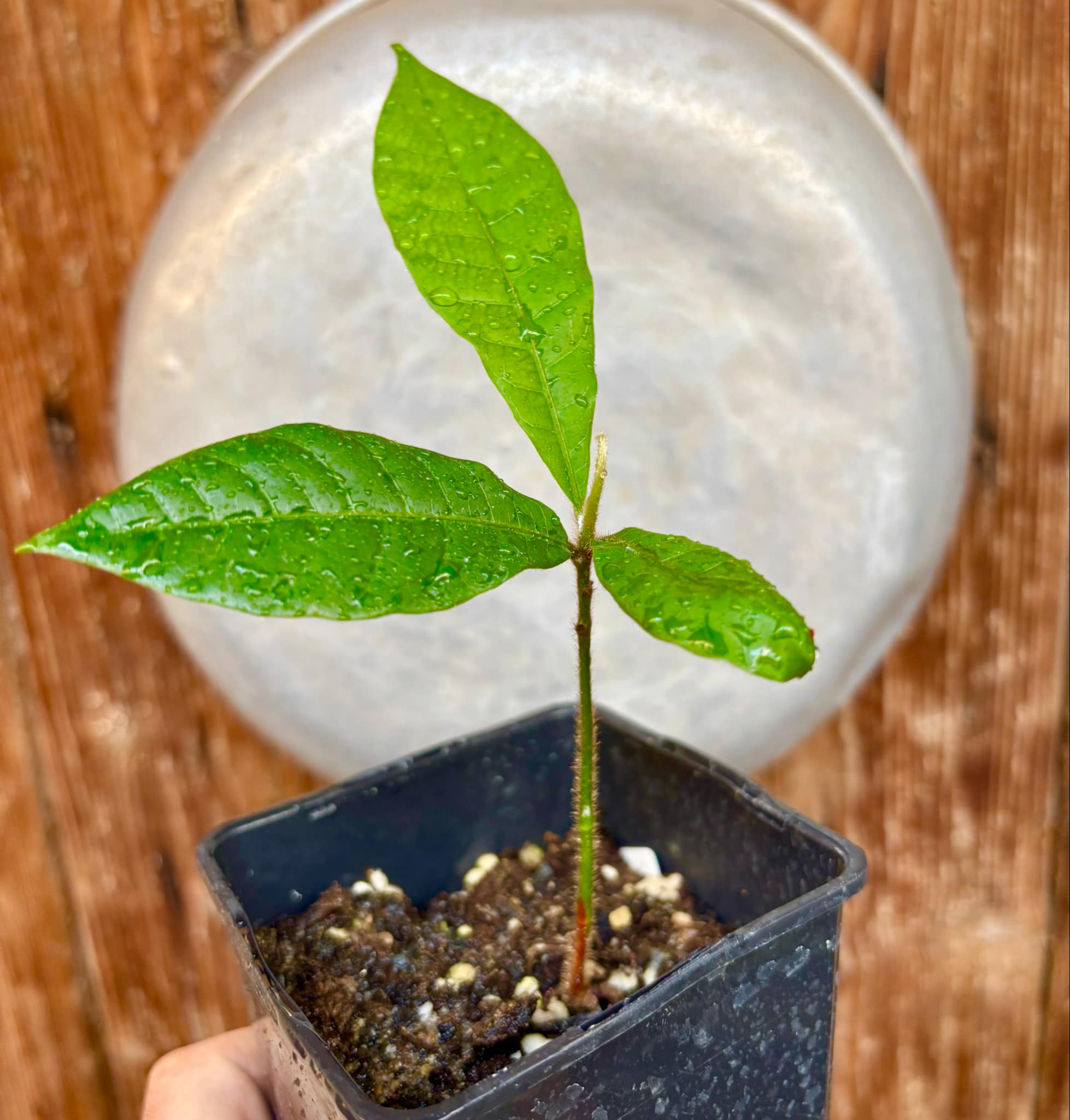 Pouteria torta subsp. gallifructa - Abiu Pilosa - 1 potted plant / 1 getopfte Pflanze