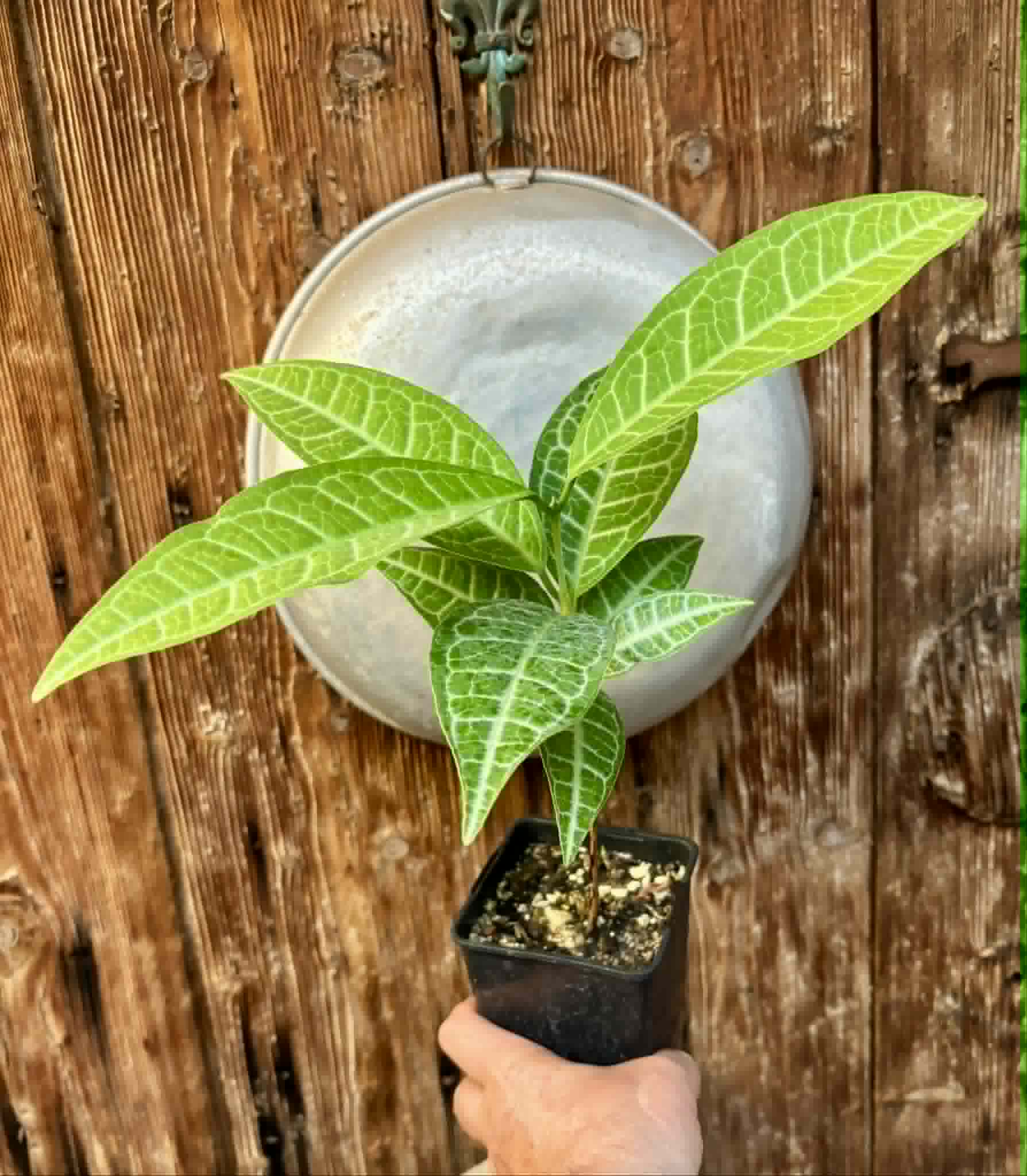 Eugenia sp Labisia -  1 potted plant / 1 getopfte Pflanze