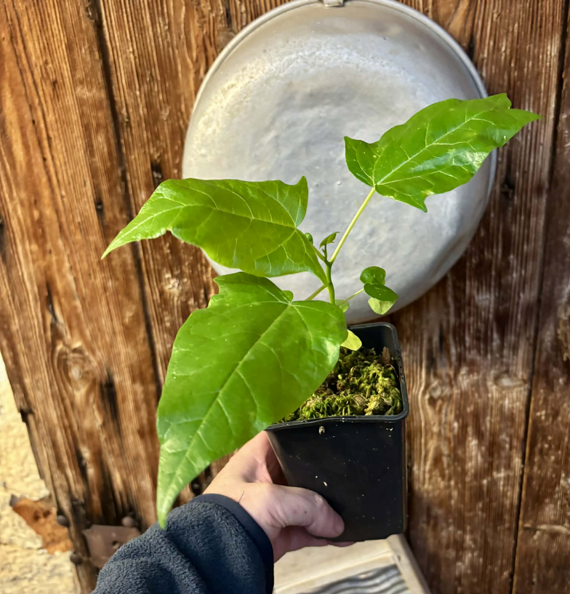 Oak Leaf Papaya (Vasconcellea quercifolia) - 1 potted plant / 1 getopfte Pflanze