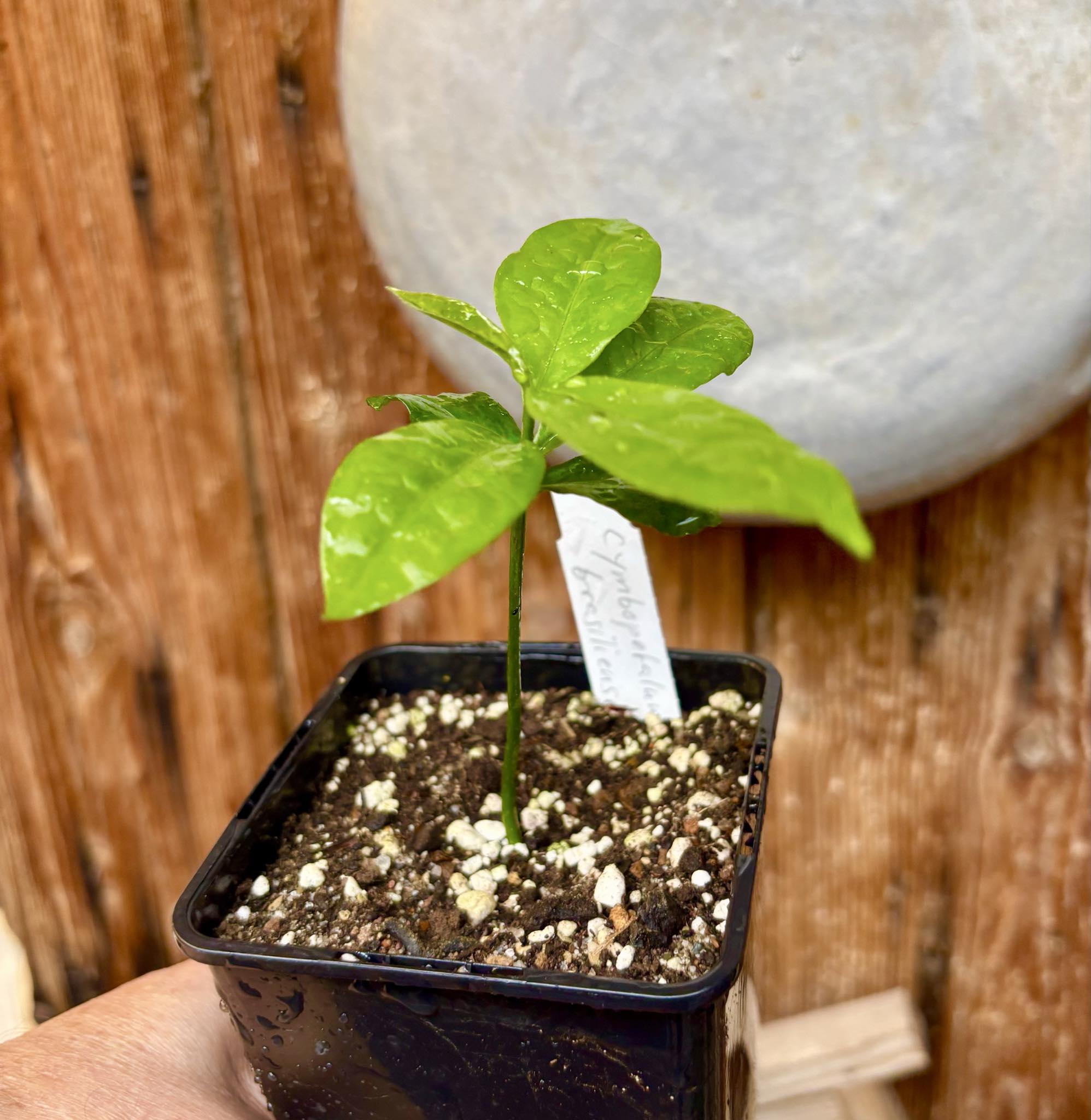 Cymbopetalum brasiliensis - 1 potted seedling / 1 getopfter Sämling