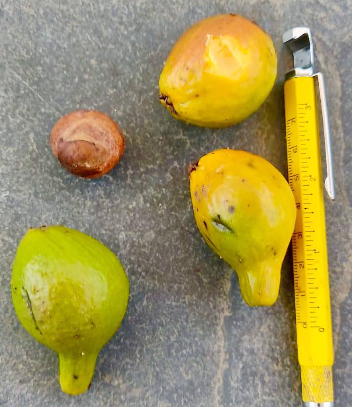 Eugenia sp Abacate -  1 germinated seed / 1 gekeimter Samen