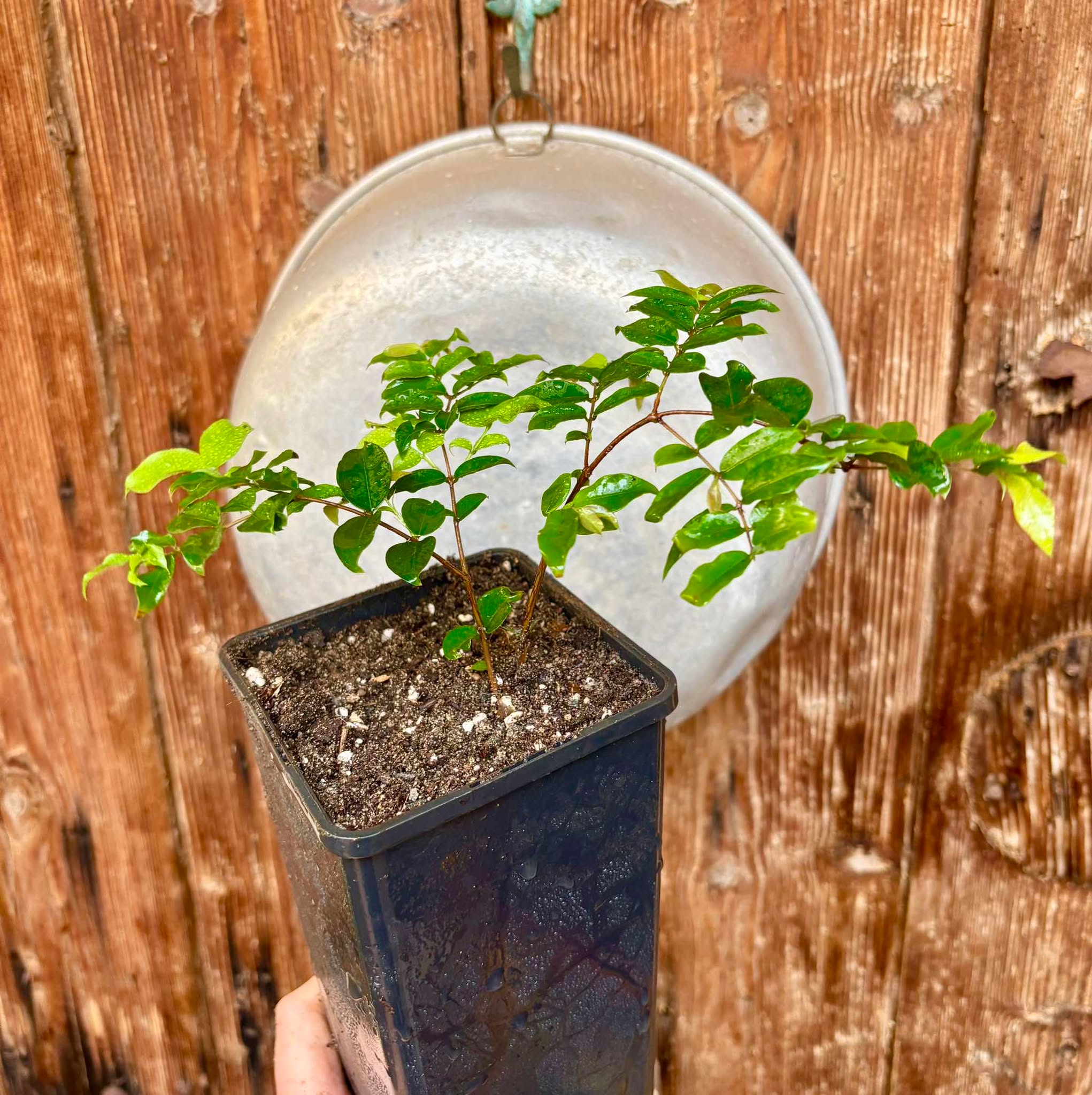 Plinia cauliflora - Sabara  - 1 potted plant / 1 getopfte Pflanze