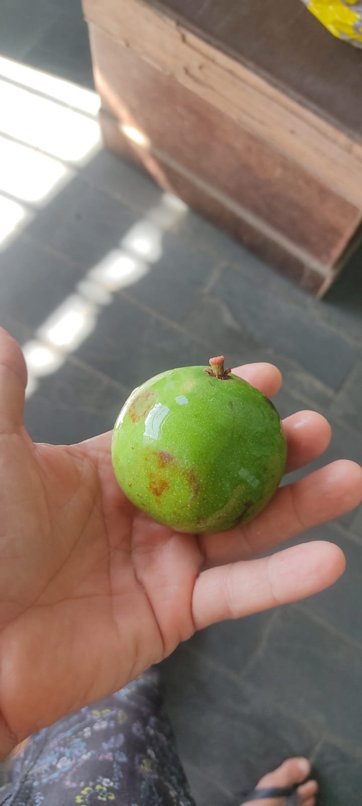 Garcinia bahiensis - 1 fresh seed / 1 frischer Samen