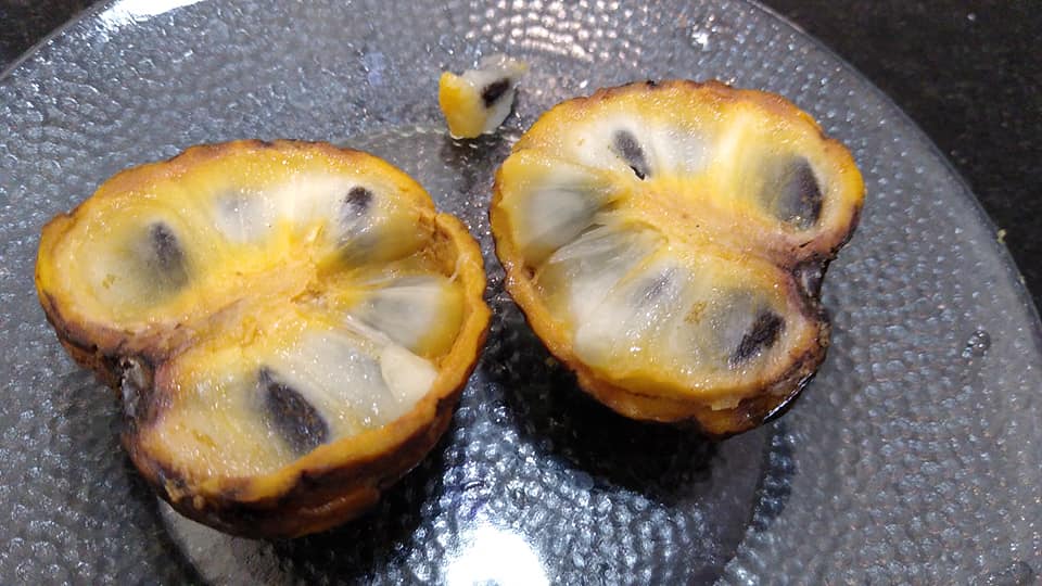 Annona neosalicifolia 1 potted plant / 1 getopfte Pflanze