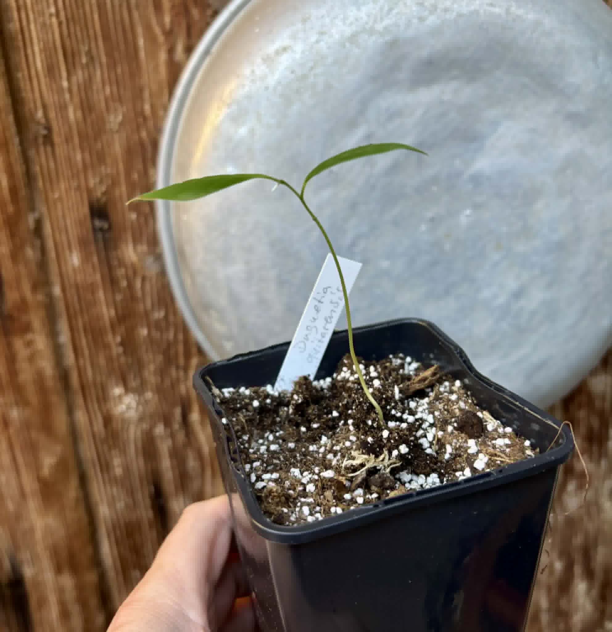 Duguetia cf quitarensis - 1 potted seedling / 1 getopfter Sämling