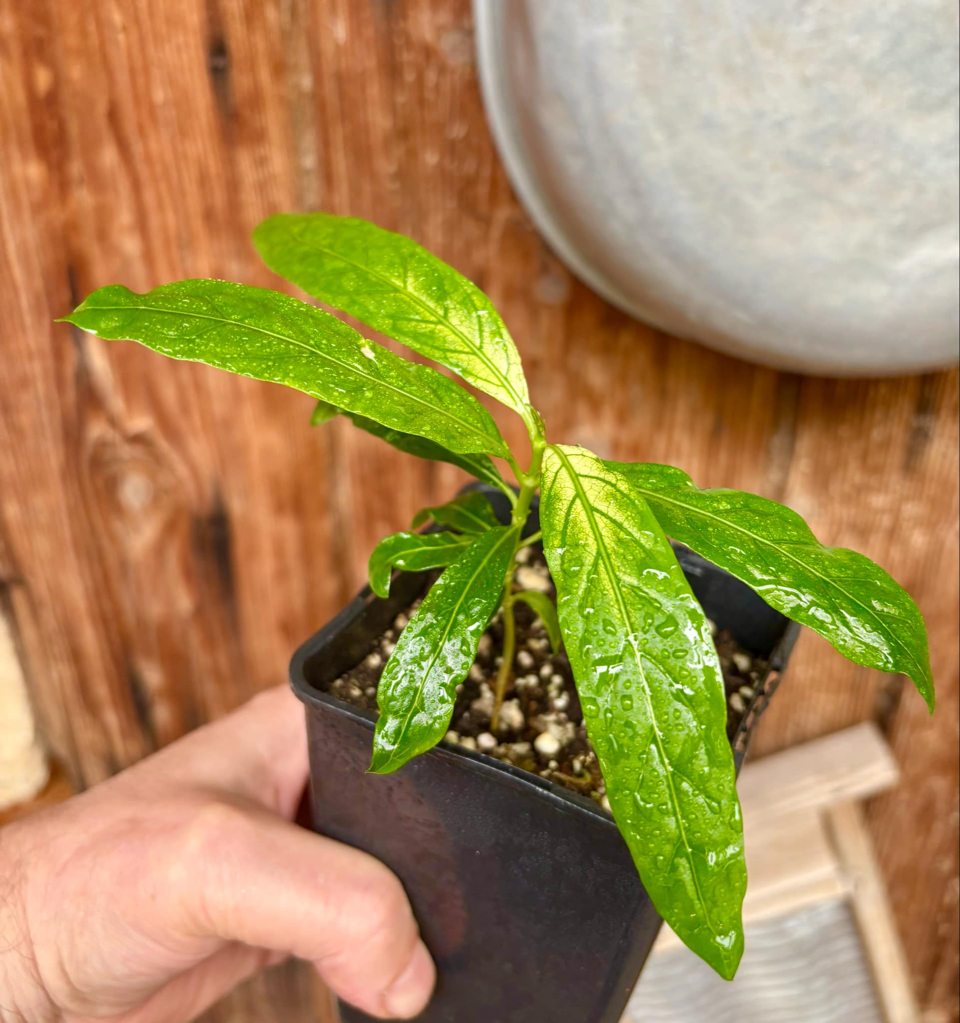 Noni Variegated (Morinda citrifolia) - 1 potted plant / 1 getopfte Pflanze