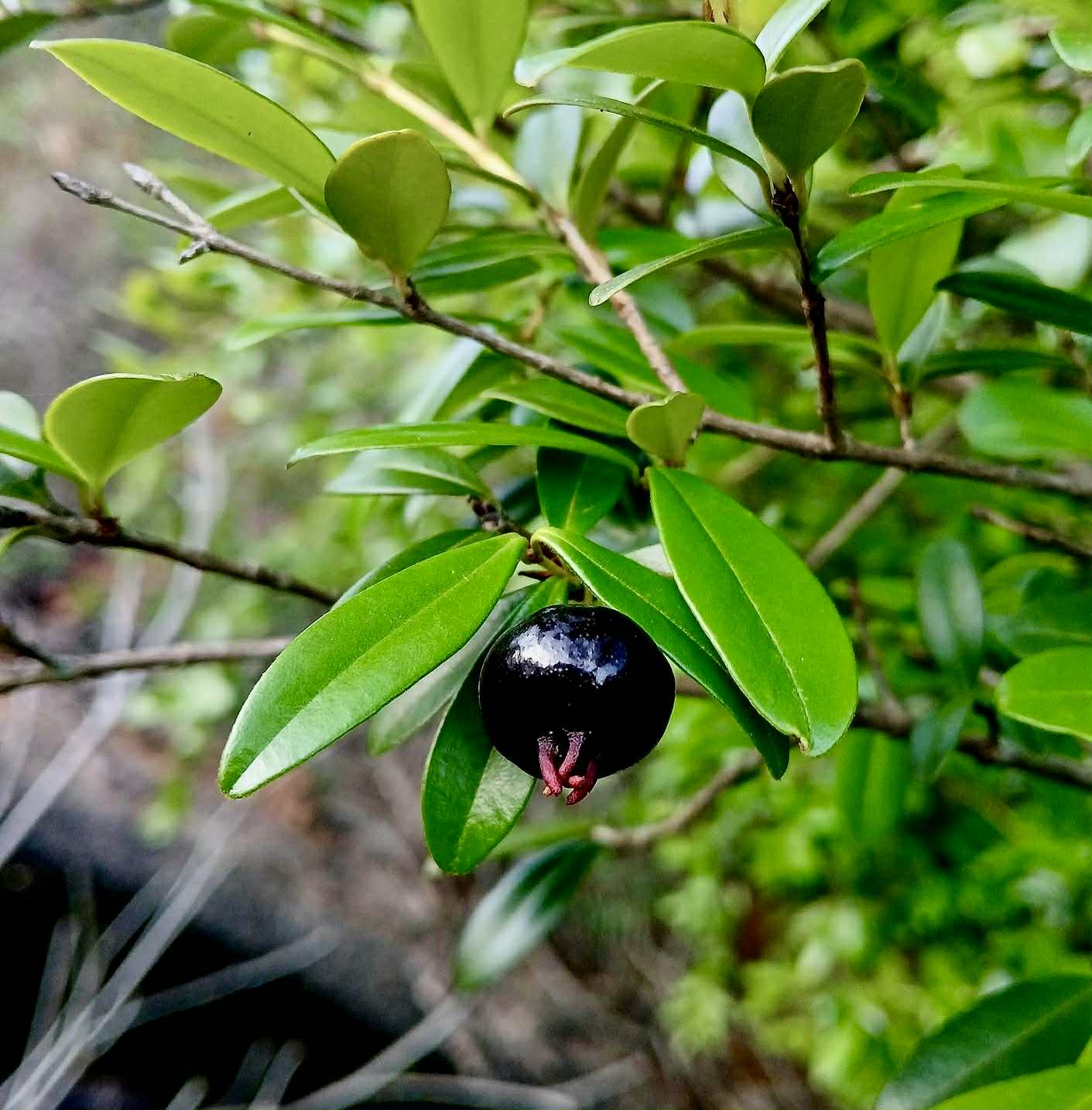 Eugenia ligustrina - 1 fresh seed / 1 frischer Samen