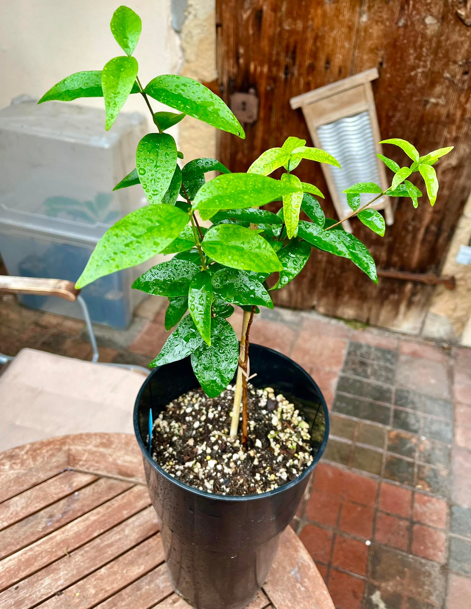 Eugenia sp Laranja Serralandia 1 plant / 1 Pflanze
