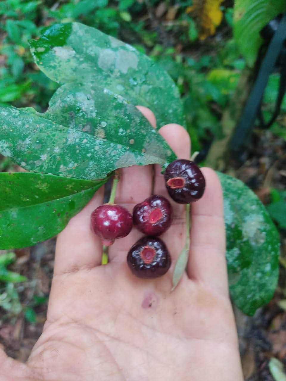 Eugenia pisiformis var Urucucu - 1 germinated seed / 1 gekeimter Samen