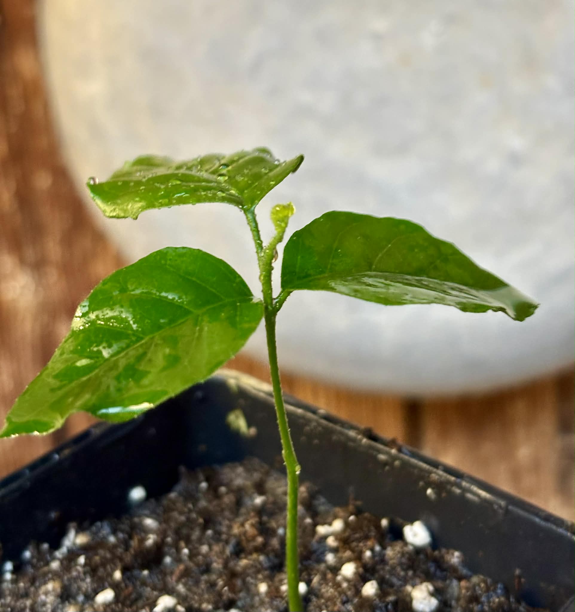 Wampee (Clausena lansium) - 1 small potted seedling / 1 kleiner, getopfter Sämling