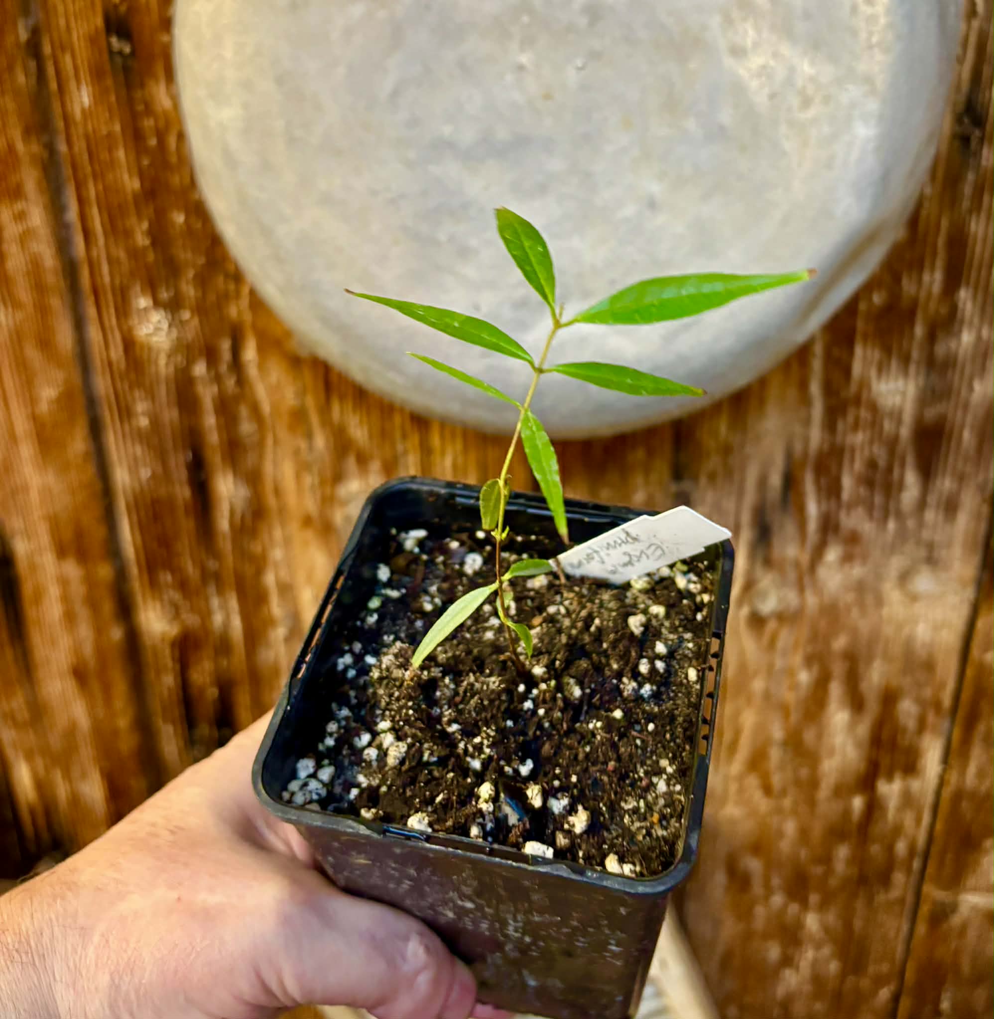 Eugenia pruniformis - Ameixa da Preta - 1 potted plant / 1 getopfte Pflanze