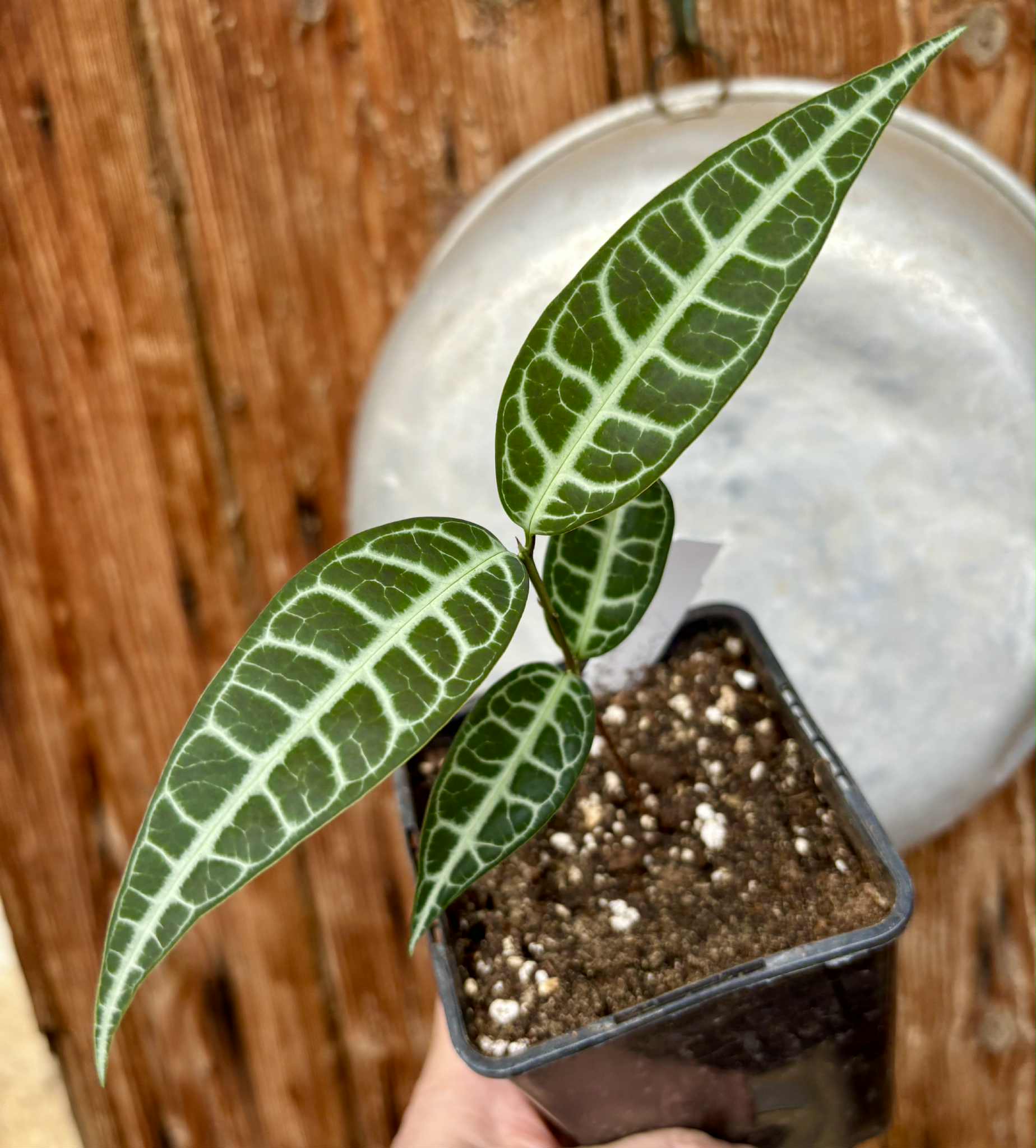 Eugenia sp Labisia -  1 potted seedling / 1 getopfter Sämling