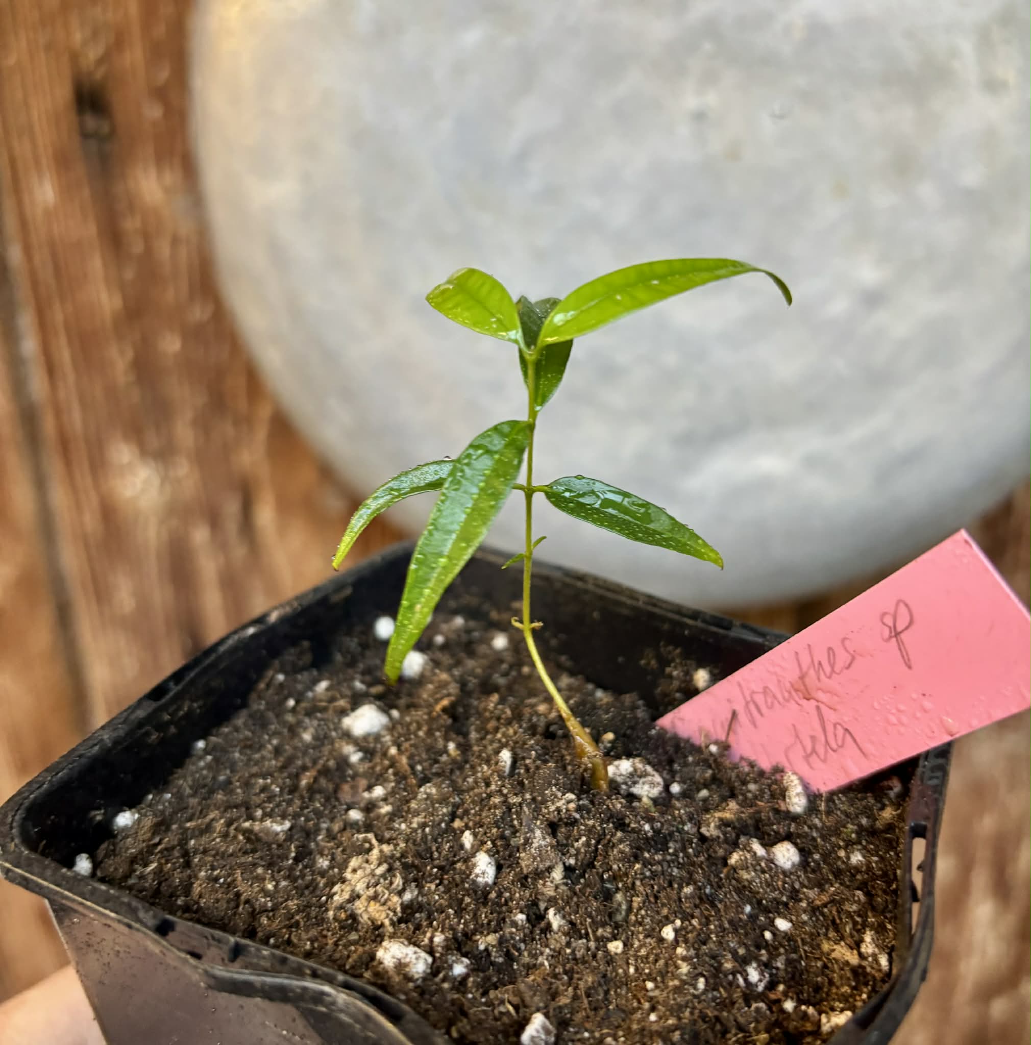 Neomitranthes sp Hortelo Tijuípe - 1 potted seedling / 1 getopfter Sämling