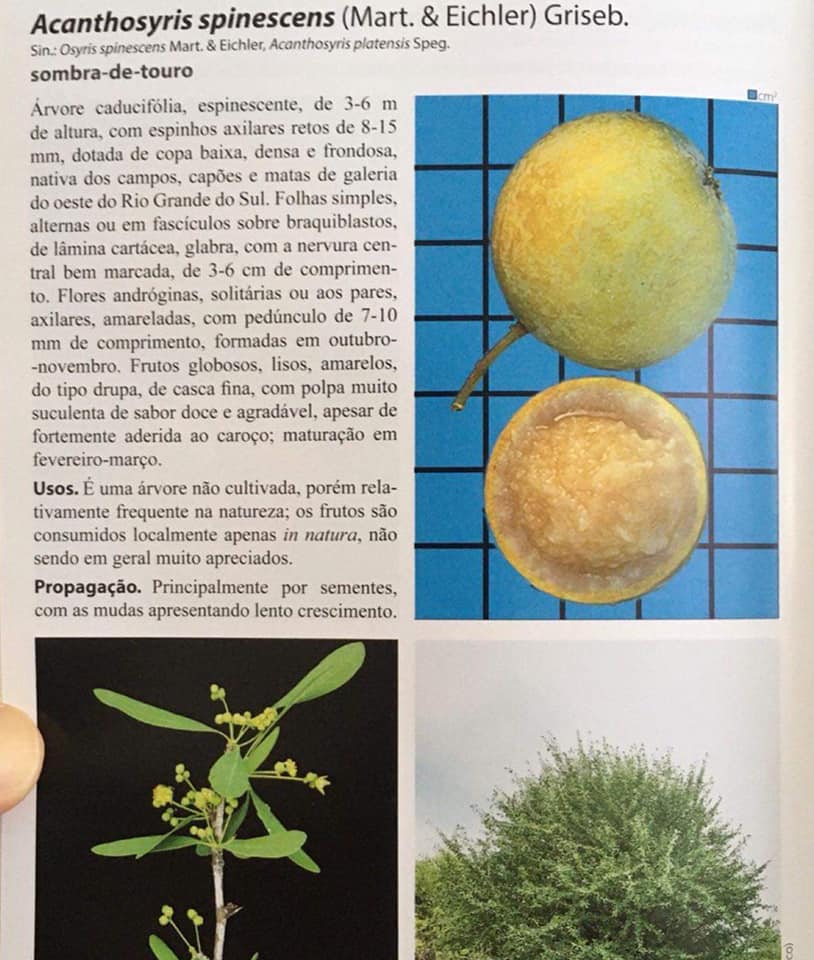 Acanthosyris spinescens - Sombra de touro - 1 germinated seed / 1 gekeimter Samen Acanthosyris spinescens - Sombra de touro - 1 germinated seed / 1 gekeimter Samen
