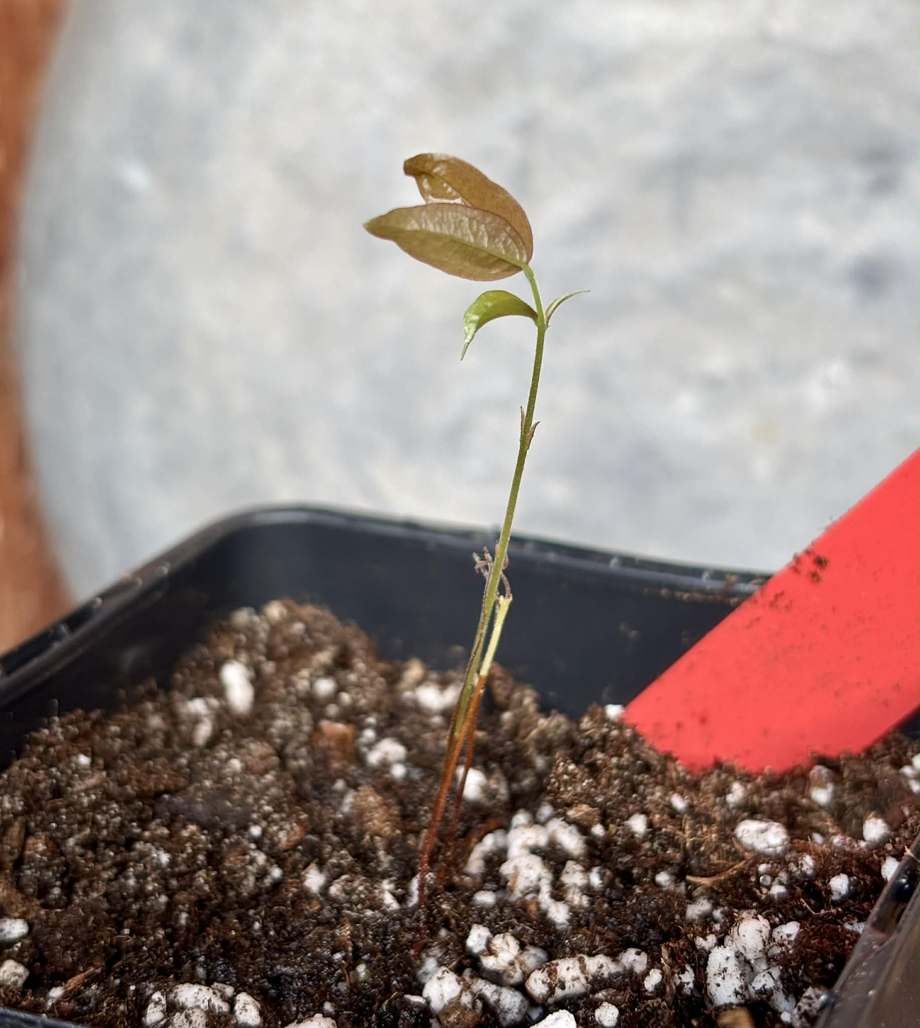 Plinia coronata var. Olho de Boi Seleção - 1 potted seedling / 1 getopfter Sämling