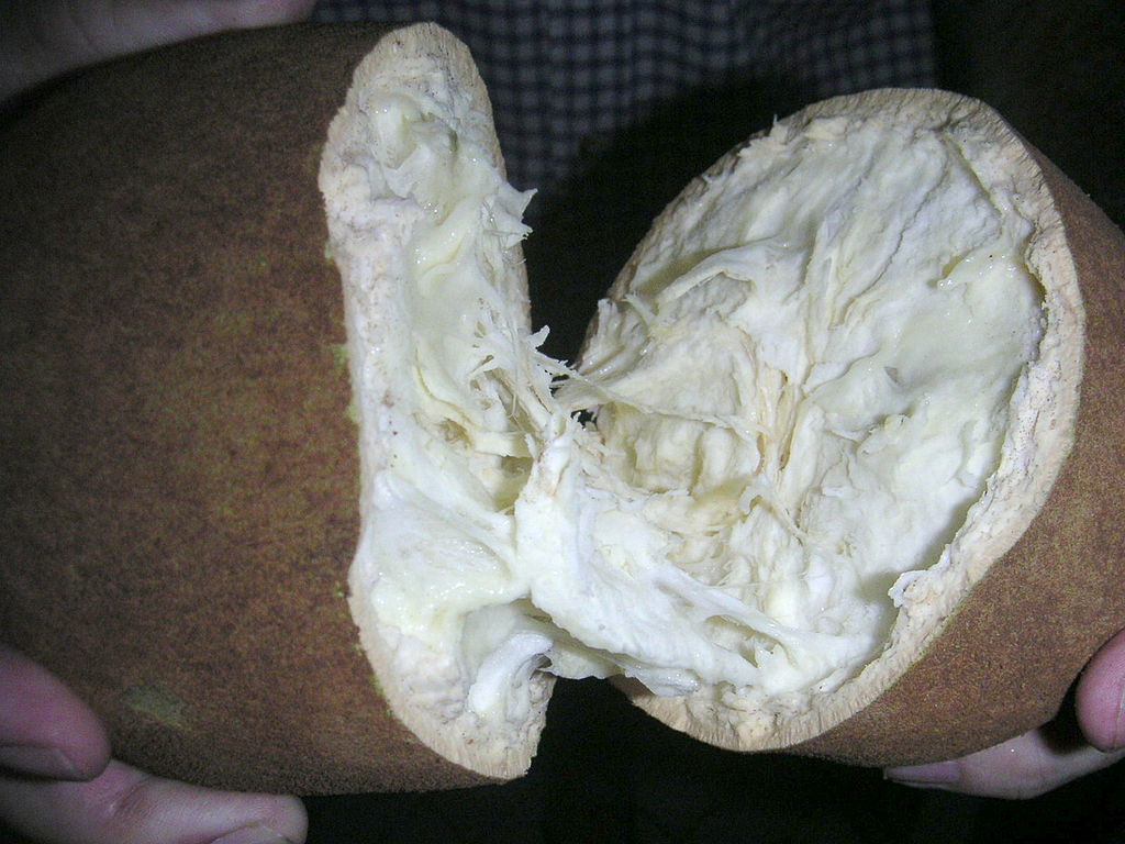 Cupuaçu (Theobroma grandiflorum) - 1 fresh seed / 1 frischer Samen